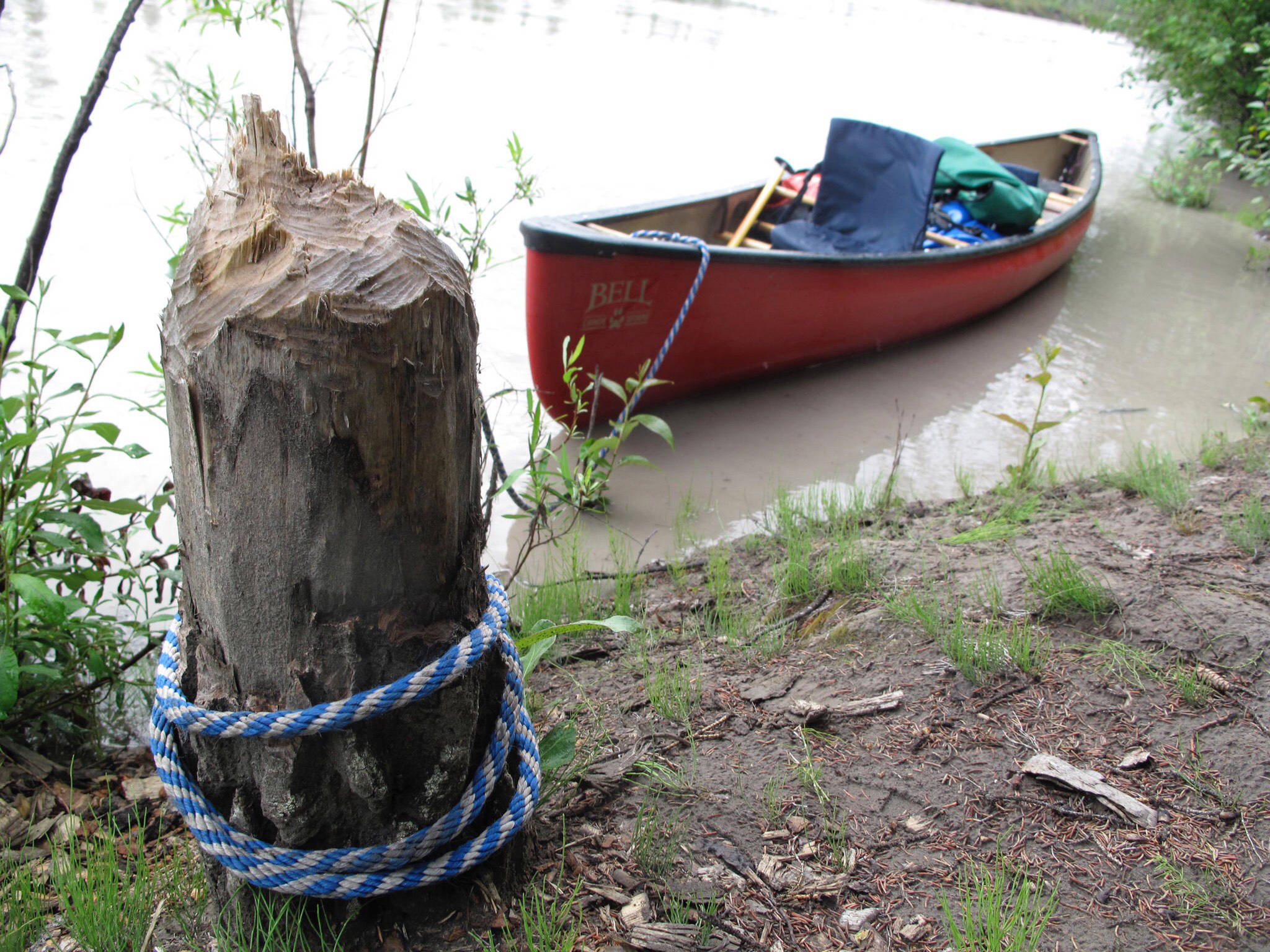 Signs of the American beaver in Alaska: A cut poplar tree on the upper Tanana River. (Photo by Ned Rozell)
