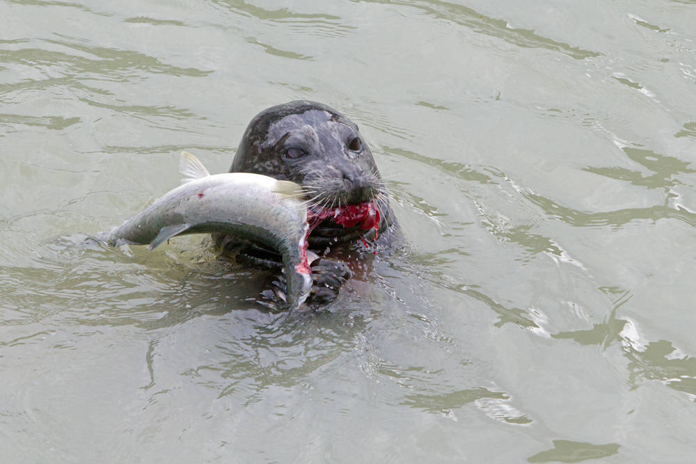 A harbor seal dines on fresh salmon. (Photo by Jos Bakker)