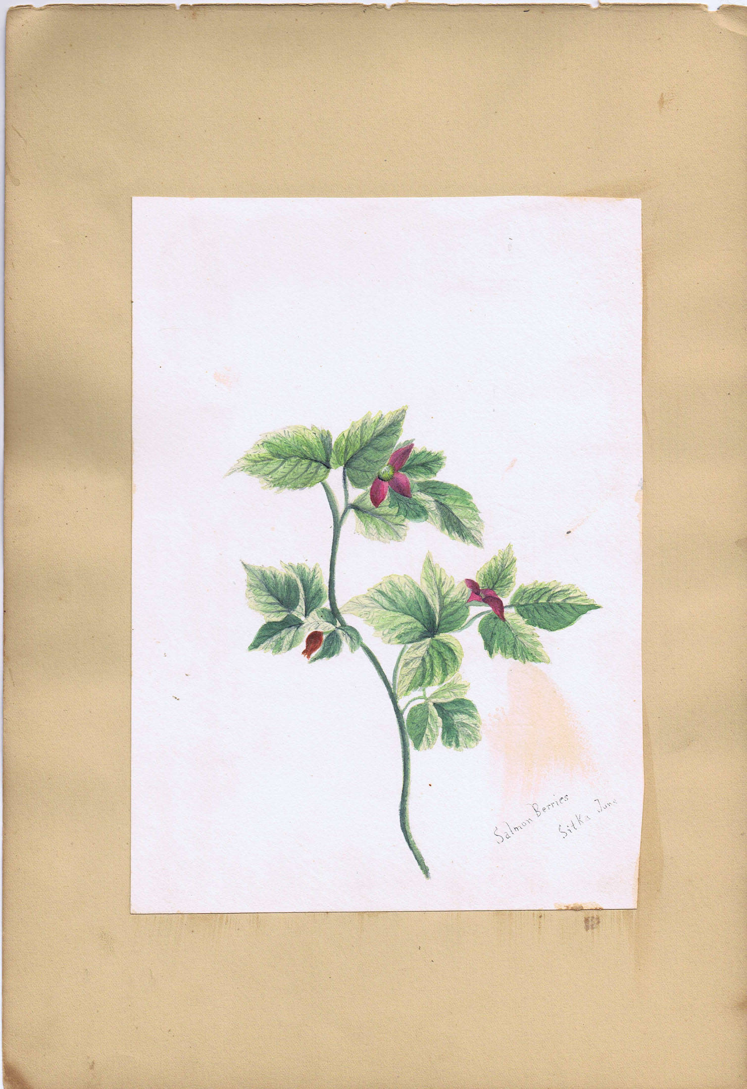 Paulina Cohen (1859-1941). Salmon Berries, Sitka, June. Watercolor. Museum purchase, 86.252.33.