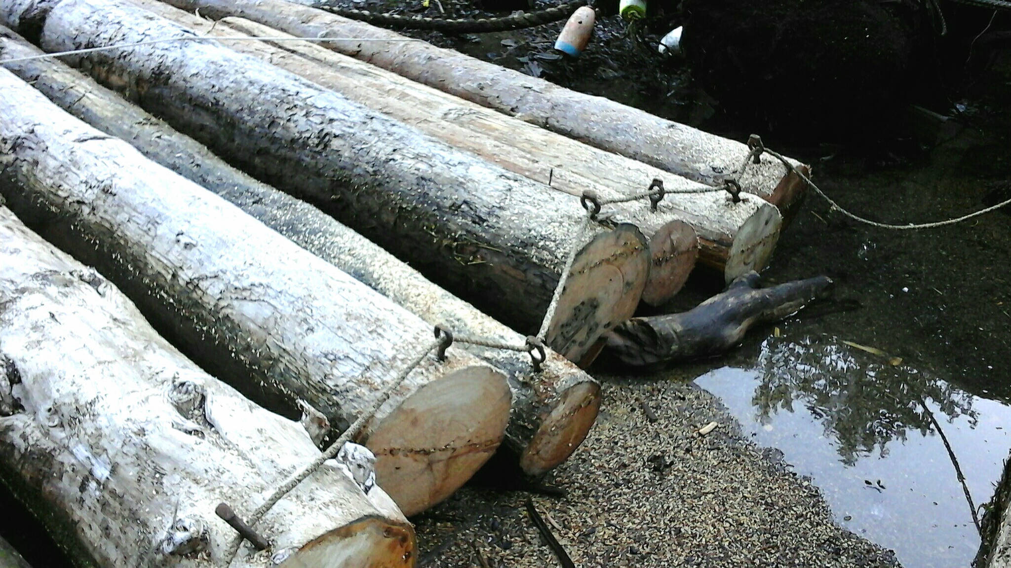 Logs corraled by a line through their dogs, waiting to be sawed into firewood. (Tara Neilson | For the Capital City Weekly)