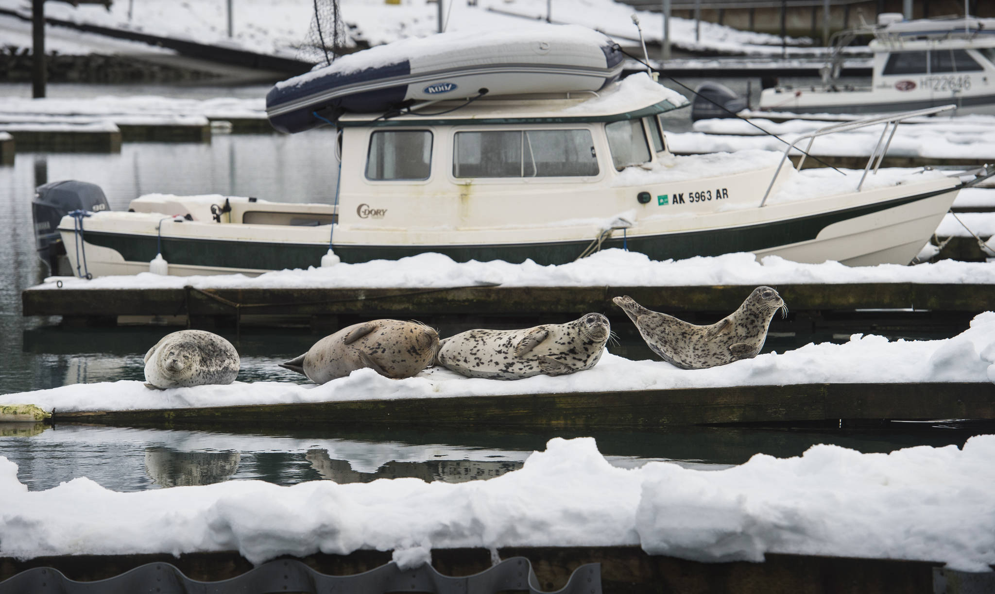 Harbor seals make use of an empty berth at Andrew’s Marina in Auke Bay on Tuesday, Nov. 28, 2017. (Michael Penn | Juneau Empire File)