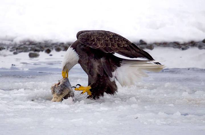 In this undated photo, a bald eagle feeds on a salmon carcass in the Alaska Chilkat Bald Eagle Preserve outside Haines. (Cheryl McRoberts | American Bald Eagle Foundation via AP)