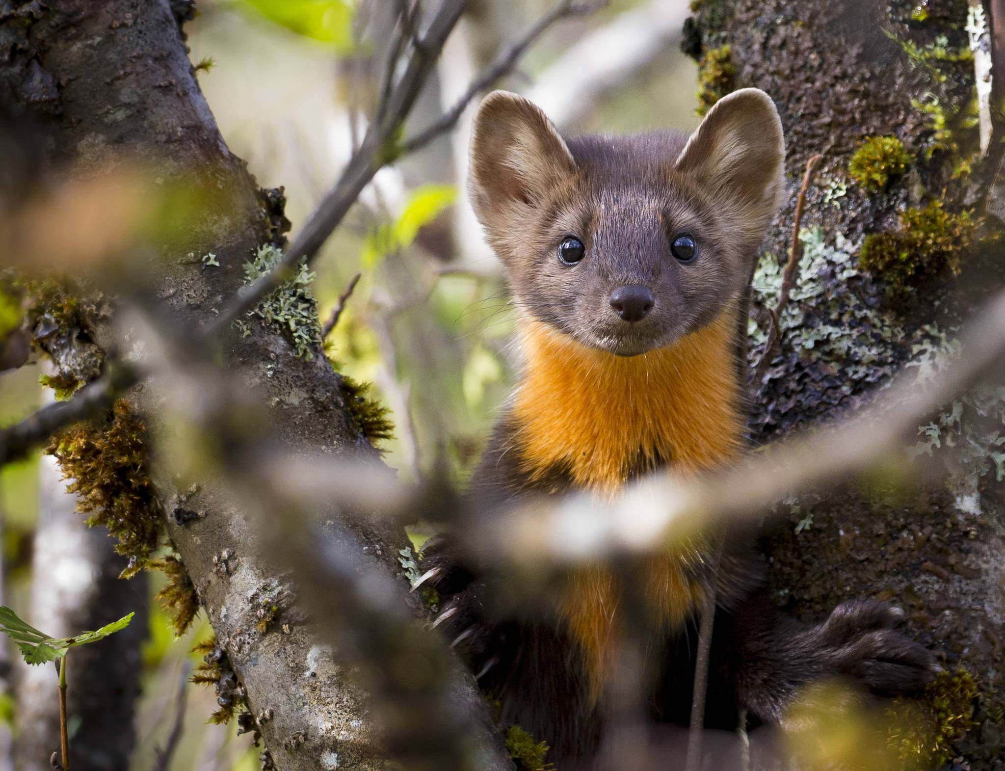 This marten was surprised to see the photographer on the trail and took to the trees. (Photo by Matt Knutson)