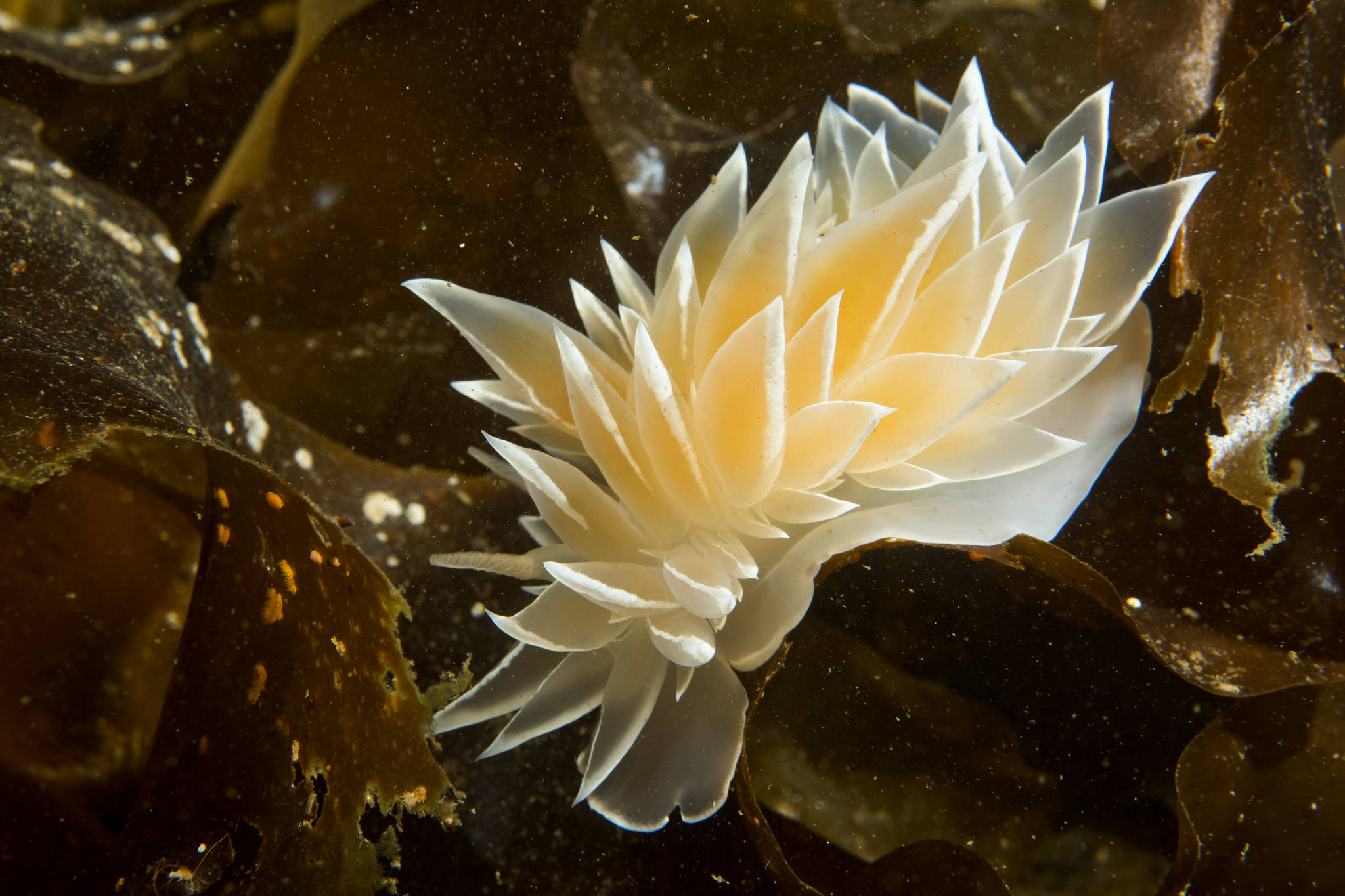 A nudibranch on some bull kelp. (Art Sutch | Courtesy Photo)