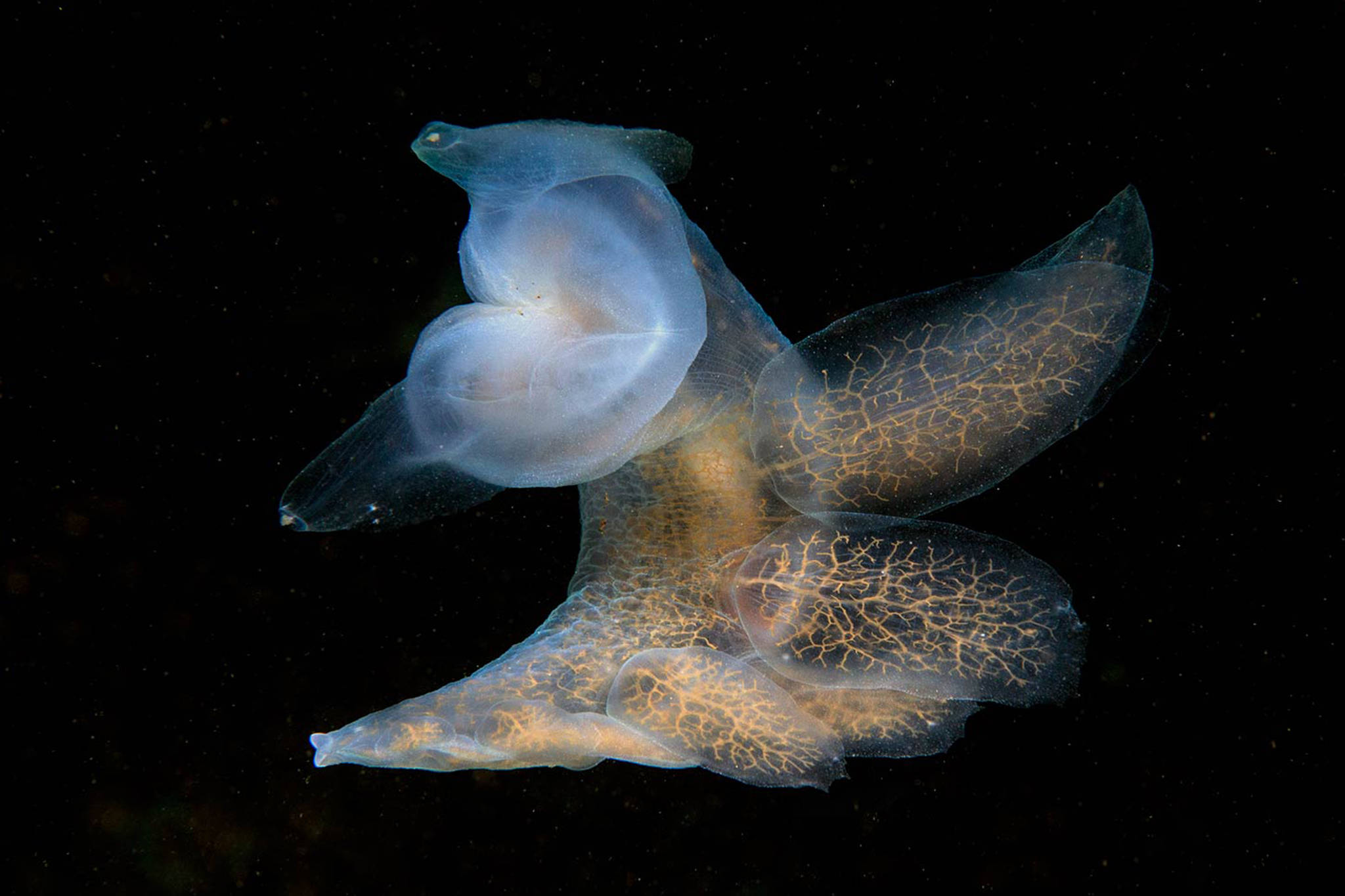 A nudibranch floats in the water column. (Art Sutch | Courtesy Photo)