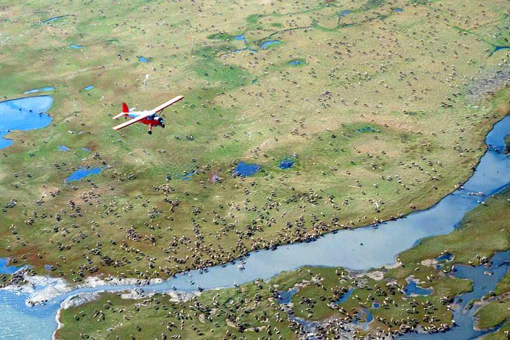 In this undated photo provided by the U.S. Fish and Wildlife Service, an airplane flies over caribou from the Porcupine Caribou Herd on the coastal plain of the Arctic National Wildlife Refuge in northeast Alaska. A showdown is looming in the nation’s capital over whether to open America’s largest wildlife refuge to oil drilling. A budget measure approved by the Republican-controlled Congress allows lawmakers to pursue legislation that would allow drilling on the coastal plain of the Arctic National Wildlife Refuge. The refuge takes up an area nearly the size of South Carolina in Alaska’s northeast corner. (U.S. Fish and Wildlife Service via AP)
