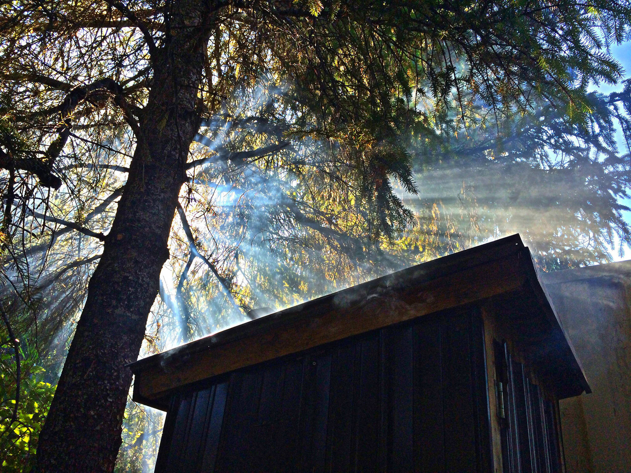 Light streams in through the trees above Mickey’s Fish Camp in Wrangell. Photo by Vivian Faith Prescott.