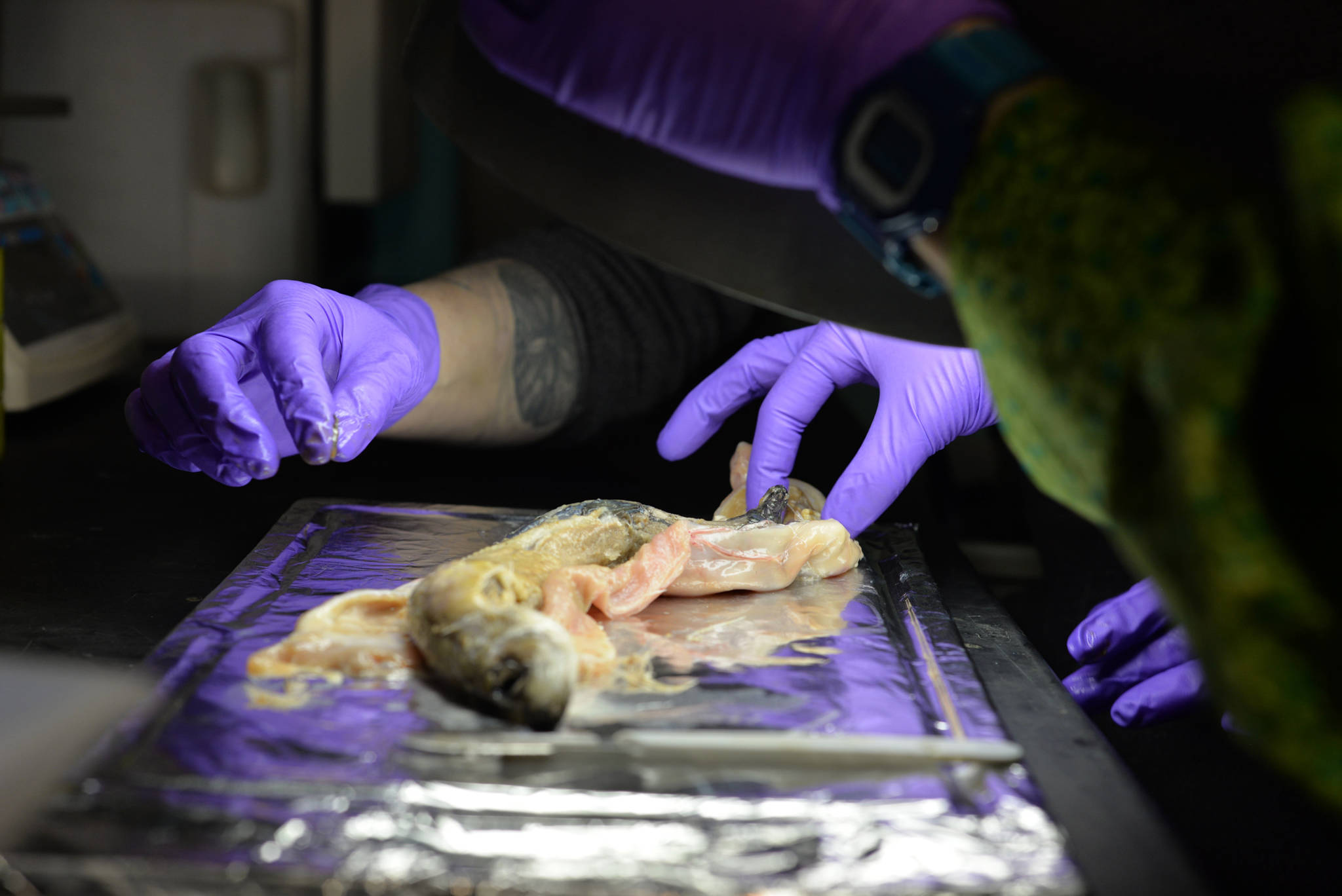 Mount Edgecumbe High School students examine a salmon stomach. Photo by Amelia Greenberg | For the Capital City Weekly