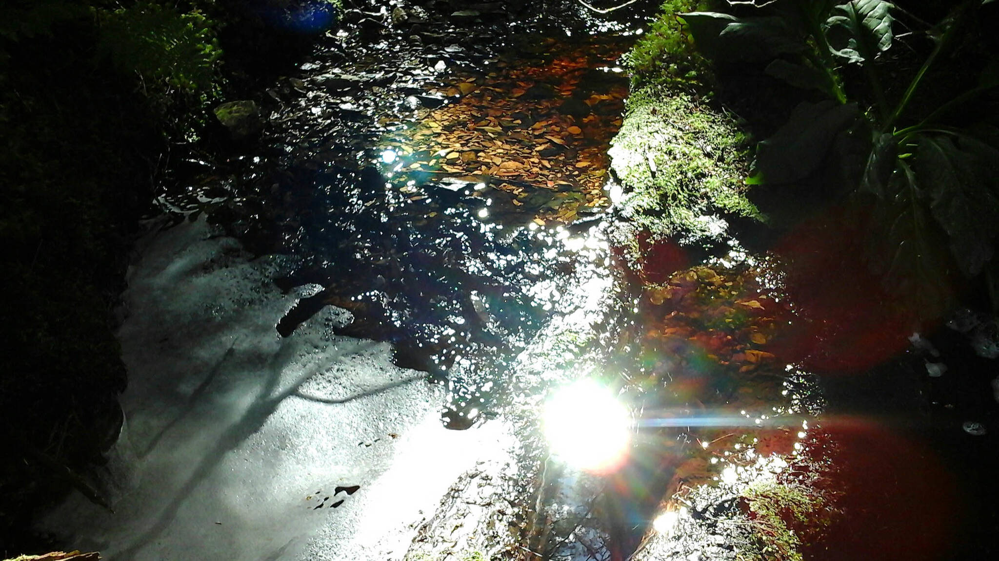 The sun is reflected in a forest stream. Photo by Tara Neilson | For the Capital City Weekly
