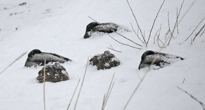 Mallards, sleeping in the snow bob. (Photo by Mary F. Willson)
