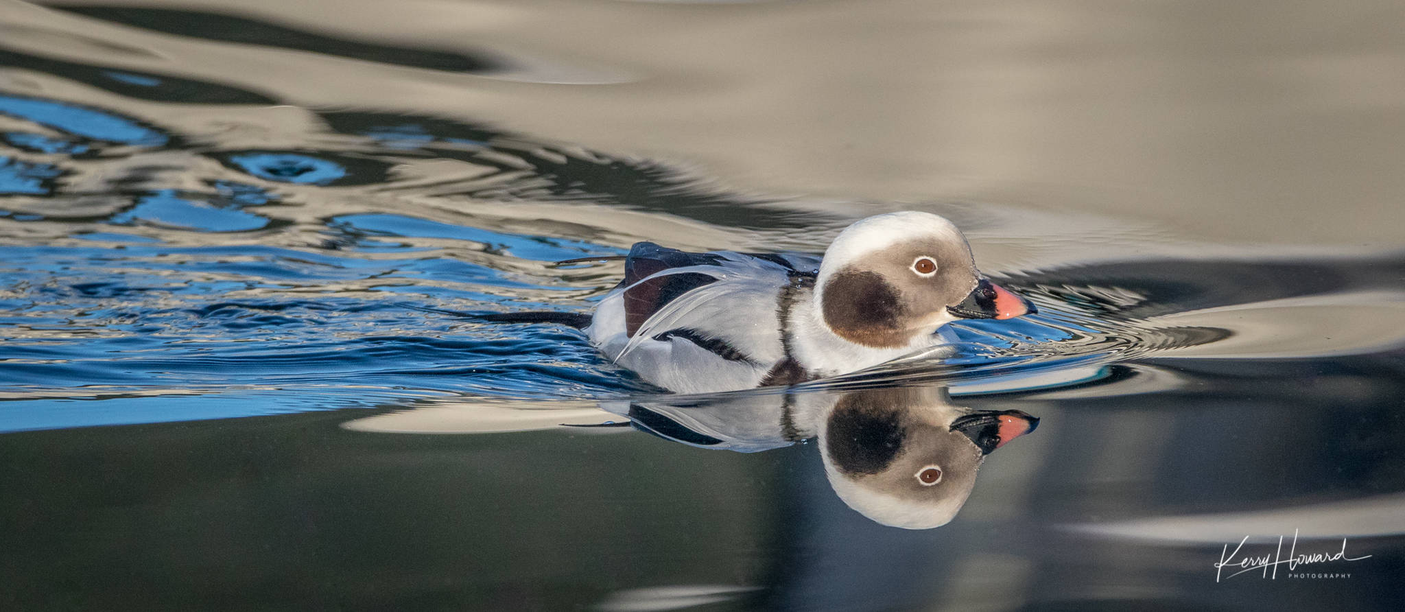 A long-tailed duck cruises in the harbor. (Photo by Kerry Howard)