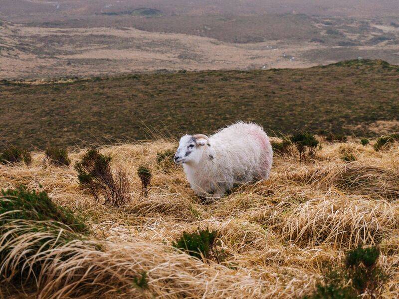 Made friends with a sheep on Dimond Hill. (Photo by Gabe Donohoe)