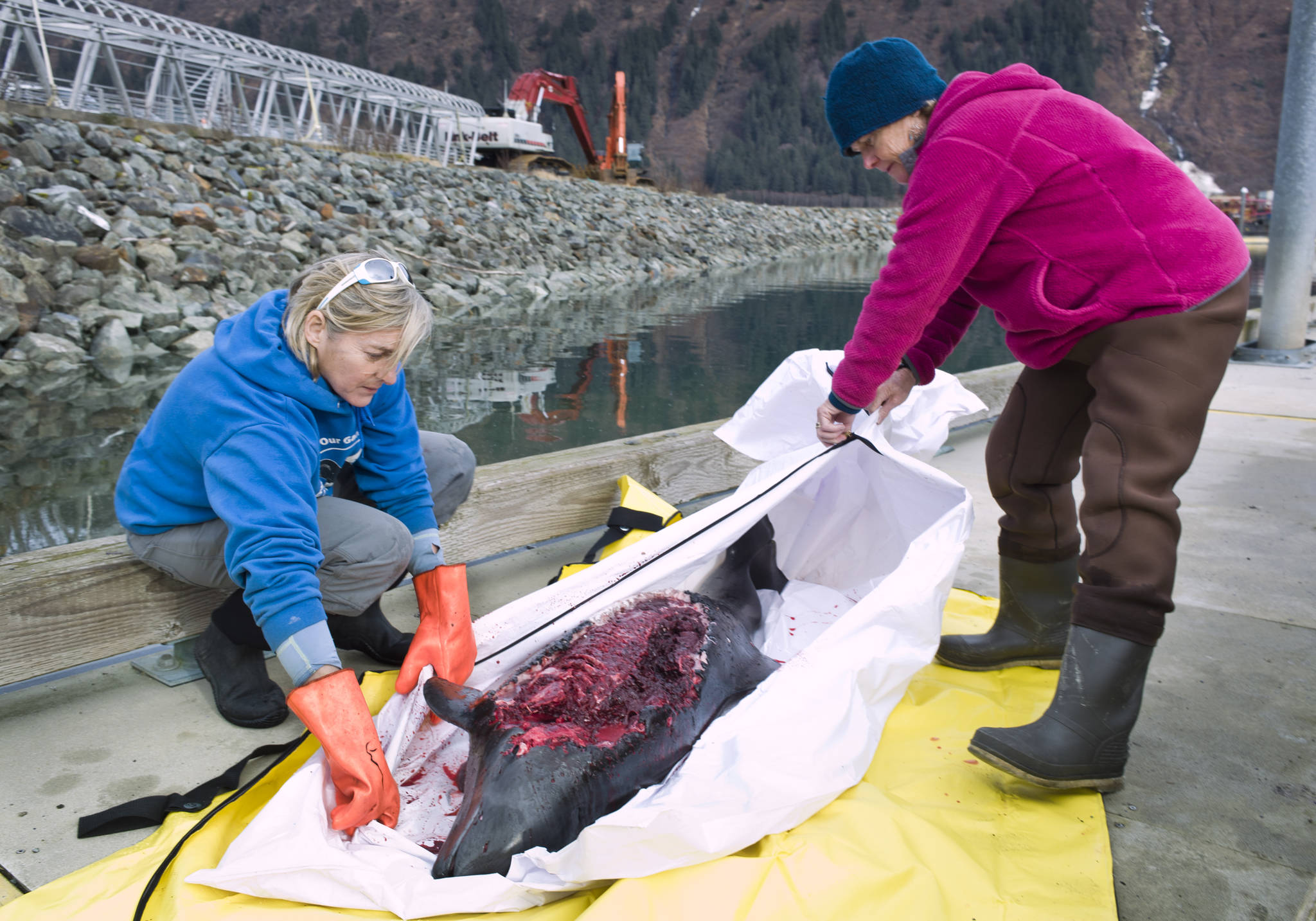 In this file photo, marine biologist Michelle Ridgway, left, and NOAA veterinarian and biologist Kate Savage examine a adult female Dall’s Porpoise at the Douglas Harbor on Tuesday, Feb. 23, 2016. The porpoise was reported washed up on the beach near Lucky Me on South Douglas Island. (Michael Penn | Juneau Empire)