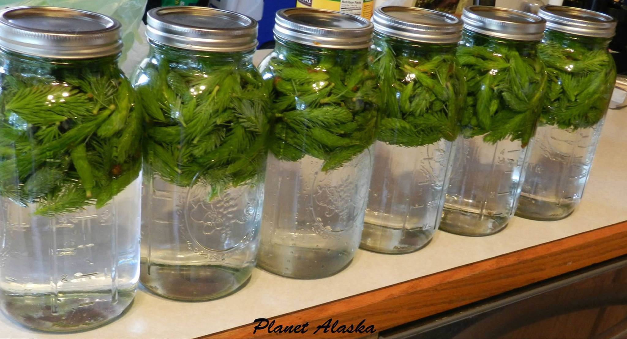 Spruce tips infuse their flavor into water. Photo by Vivian Mork.