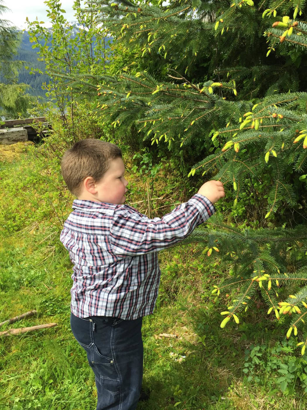 Jonah Hurst of Wrangell, the author’s nephew, picks spruce tips. Courtesy image.