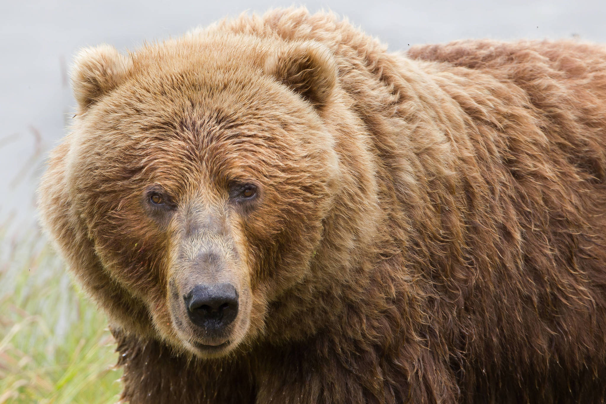 A Kodiak brown bear sow on the Kodiak National Wildlife Refuge in 2016. (Photo credit: U.S. Fish and Wildlife Service)