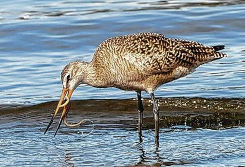 Audobon Society holds monthly meeting