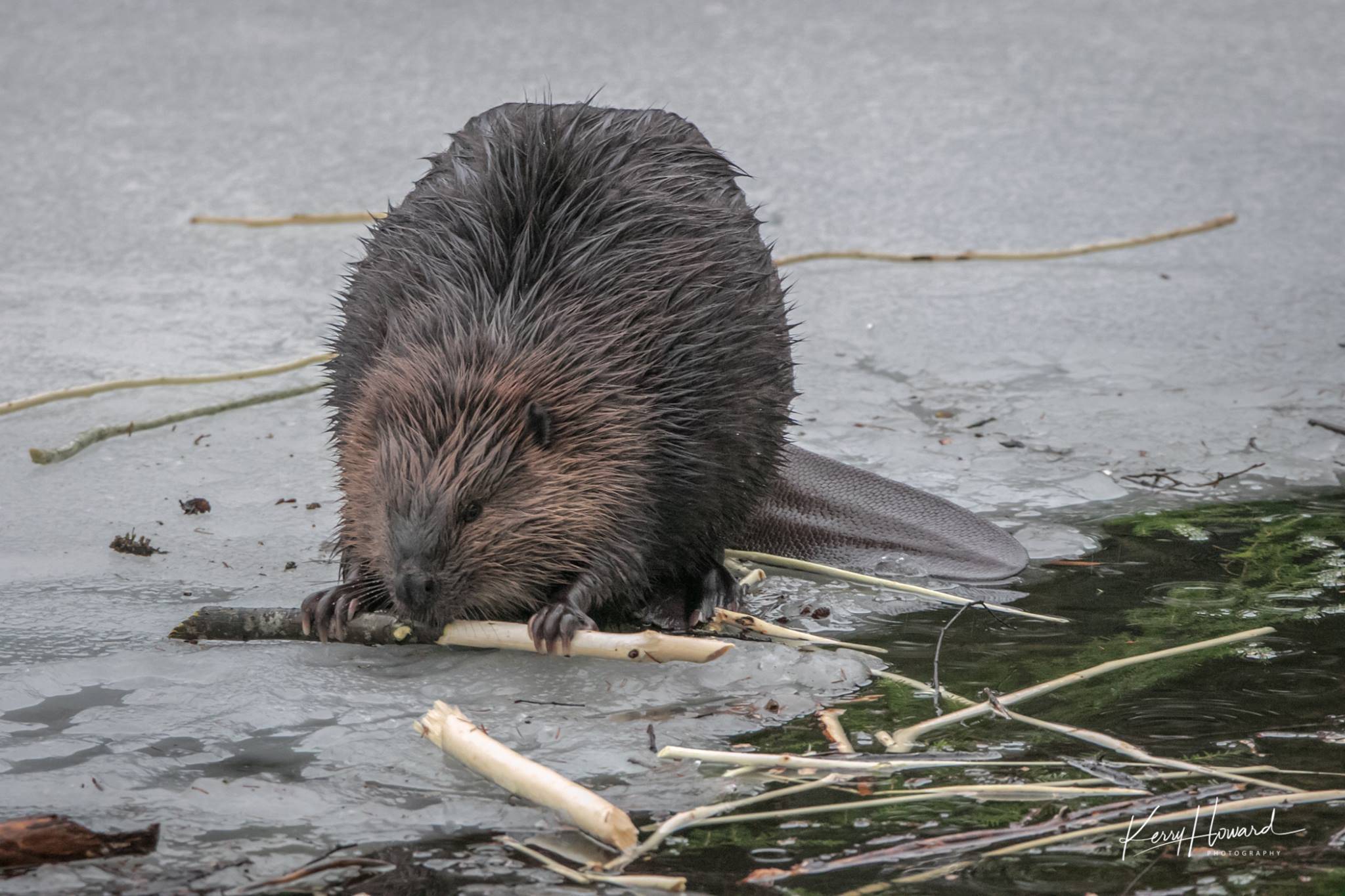 A beaver came out of its winter rest in the lodge to have lunch on the ice. (Photo by Kerry Howard)