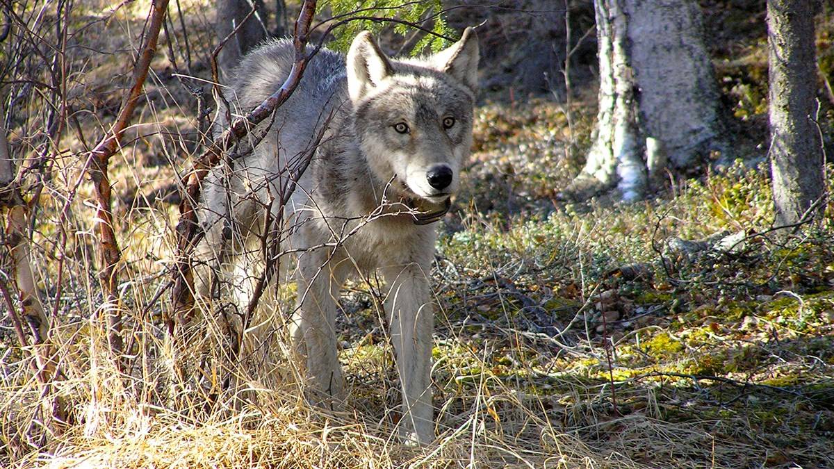 Once captured, biologists fit each wolf with a GPS collar to track habitat range. (Photo by Jeanette Mills / National Park Service)