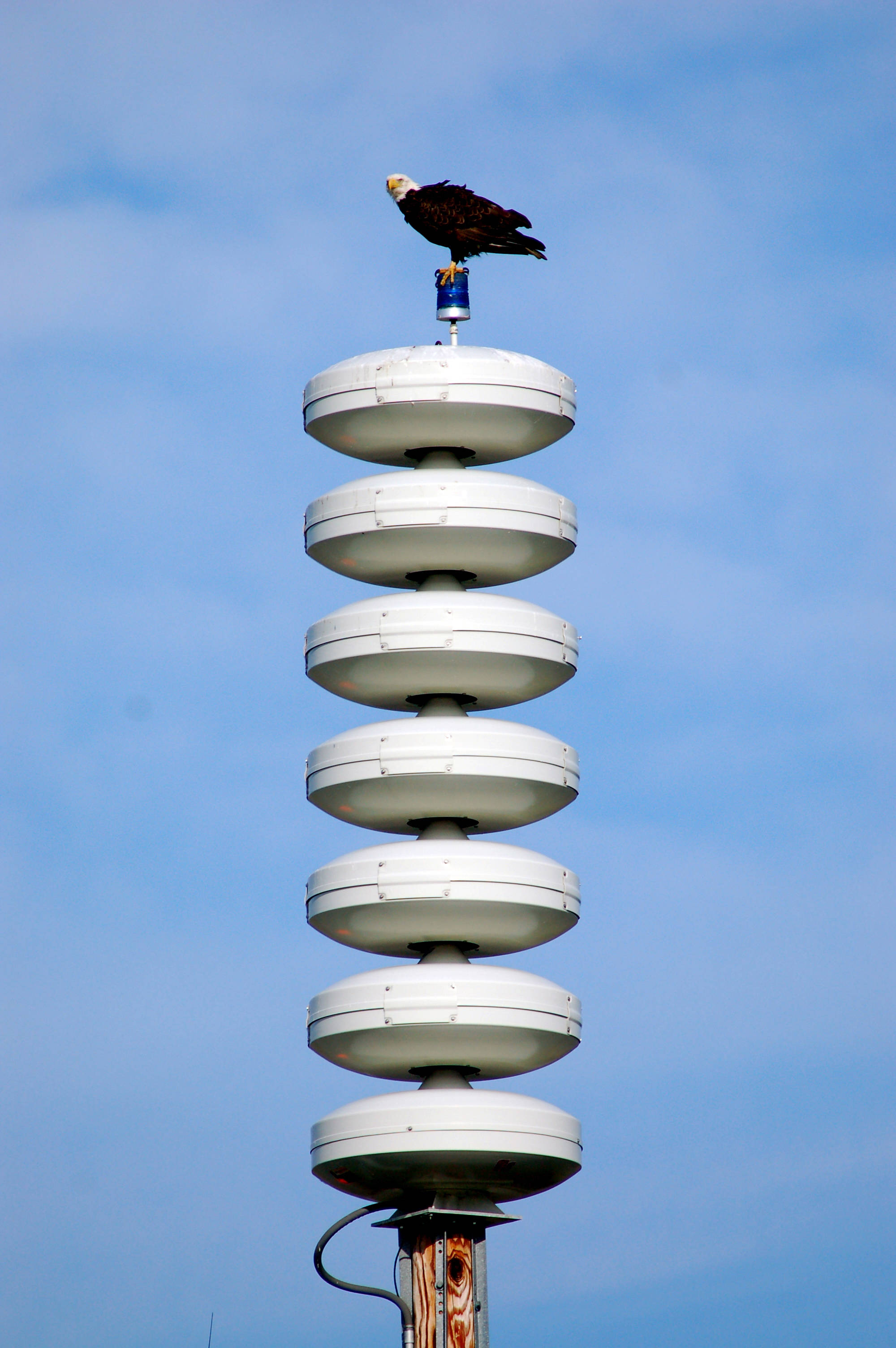 A bald eagle sits on top of a tsunami warning tower on the Homer Spit near Mariner Park on Tuesday morning, Sept. 2, 2014, after an error in the alert system caused a false tsunami warning. Towers like this situated in coastal Alaska towns are designed primarily to warn of tsunamis, but also can warn of other events, including possible nuclear missile attacks. (Homer News file photo by Michael Armstrong)