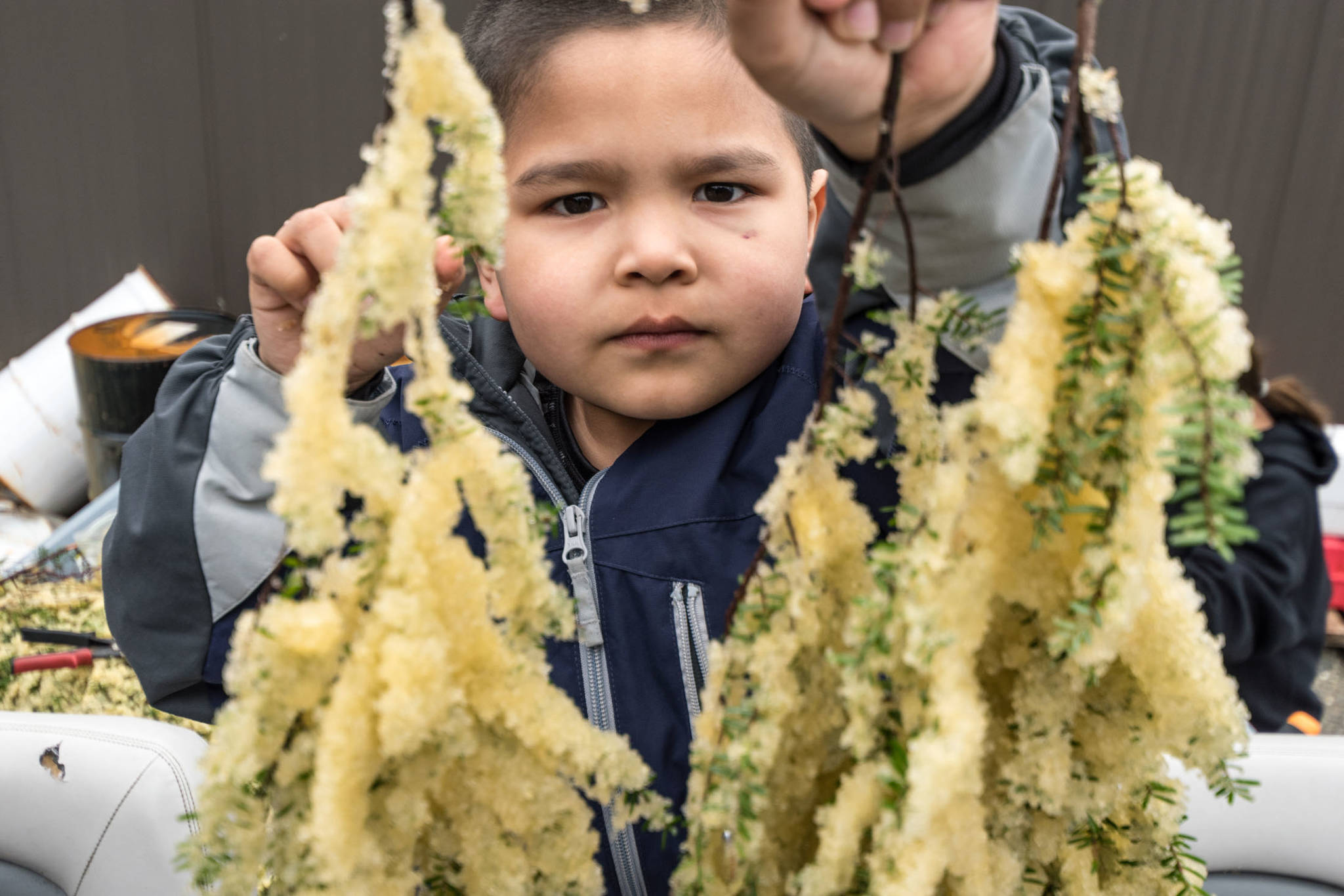 Eli Lawrence holds a hemlock branch covered in herring eggs, haaw, pulled from Crow Pass. Photo by Bethany Goodrich