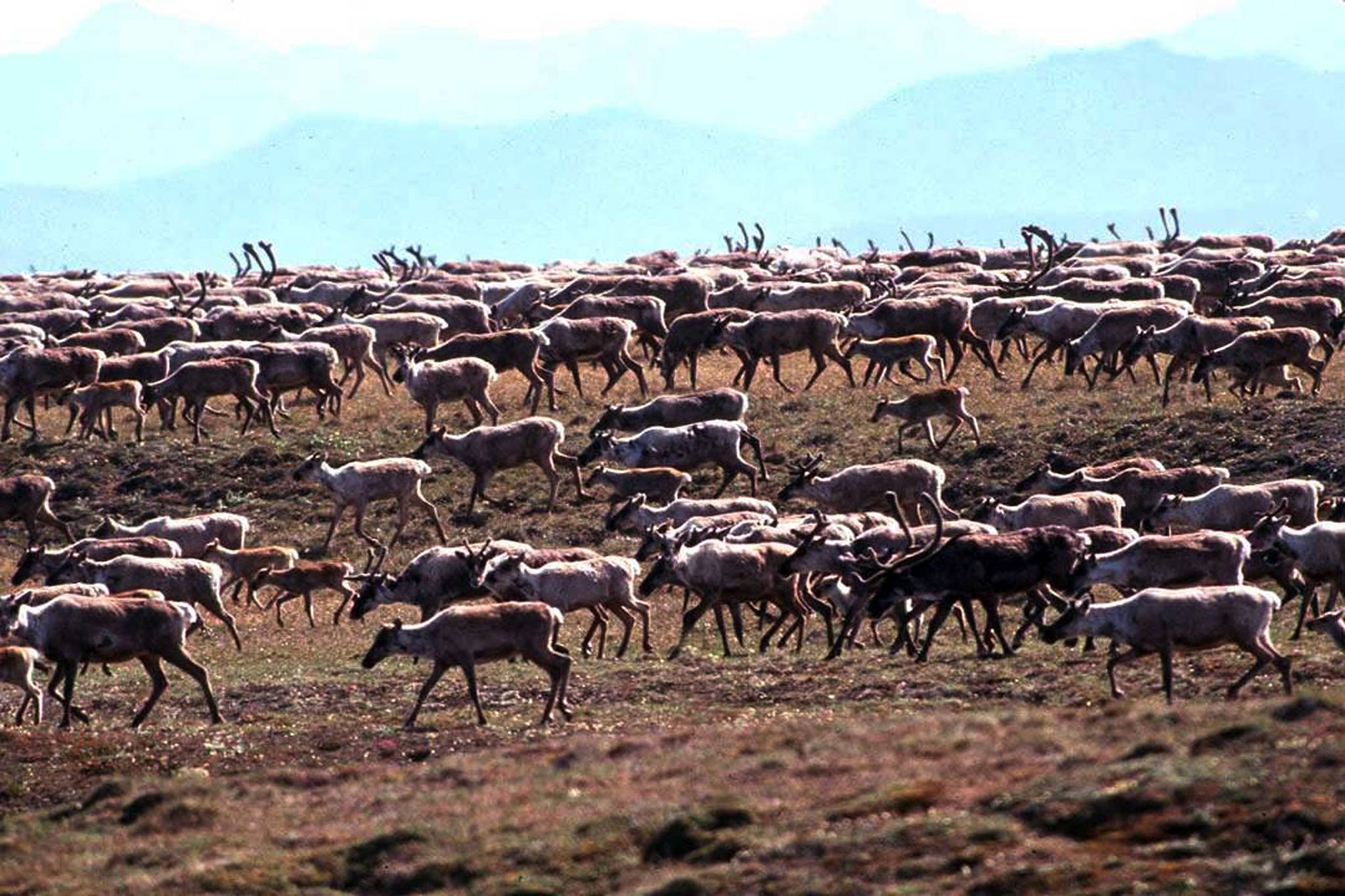 In this undated photo provided by the U.S. Fish and Wildlife Service, caribou from the Porcupine Caribou Herd migrate onto the coastal plain of the Arctic National Wildlife Refuge in northeast Alaska. (U.S. Fish and Wildlife Service)