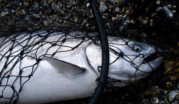 In this file photo, a king salmon lies in a net at Auke Bay. (Bjorn Dihle | For the Juneau Empire)