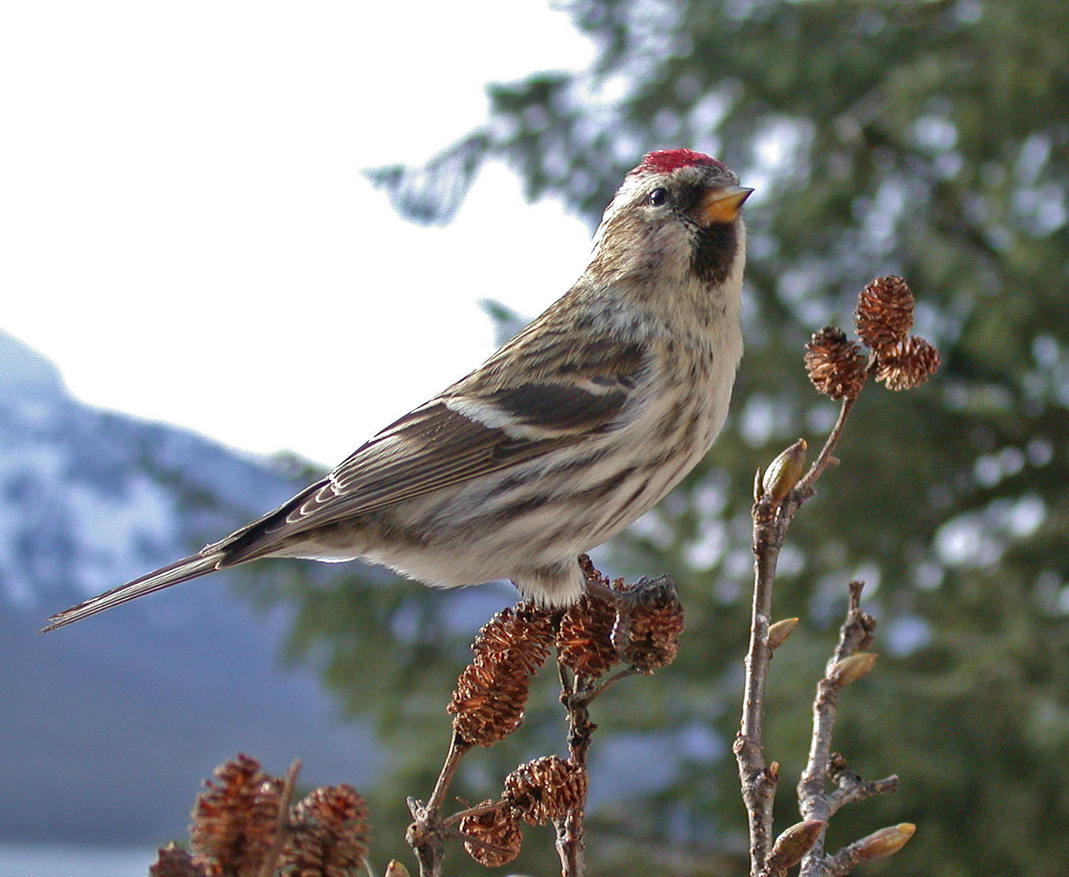 Redpolls forage on alder cones in late winter here and also visit bird feeders regularly. (Photo by Bob Armstrong)