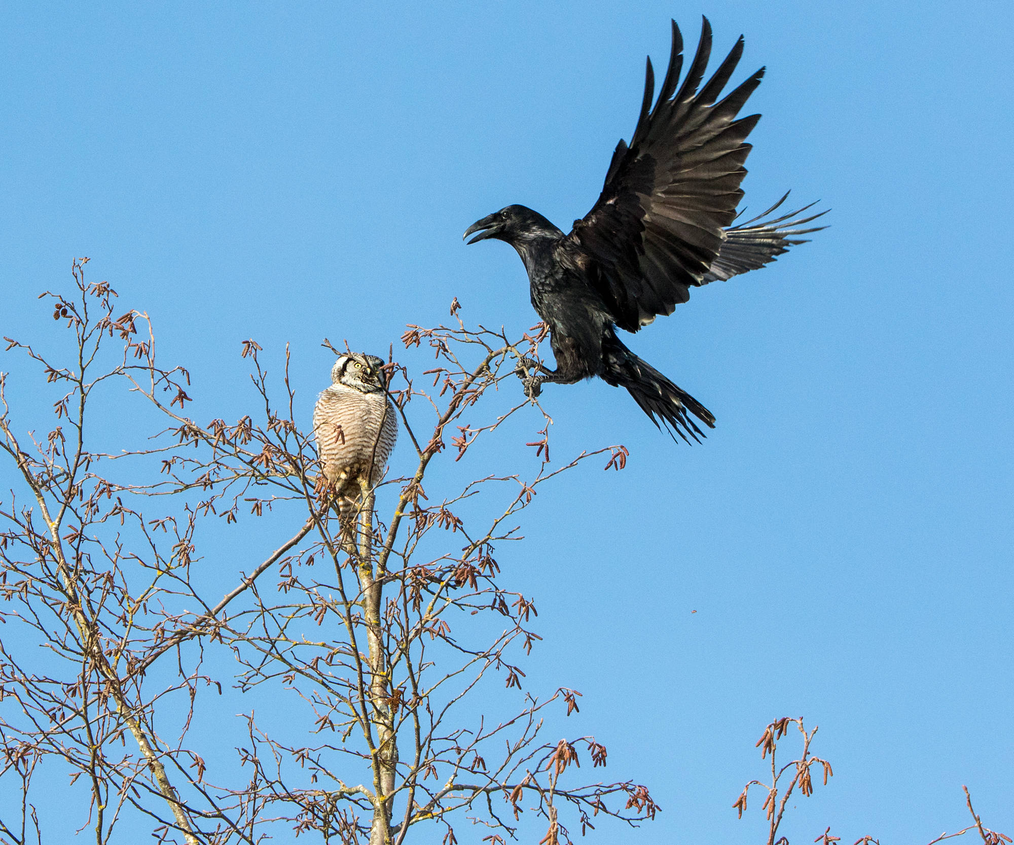 A raven lands near a hawk owl, harassing and calling loudly. (Photo by Jos Bakker)