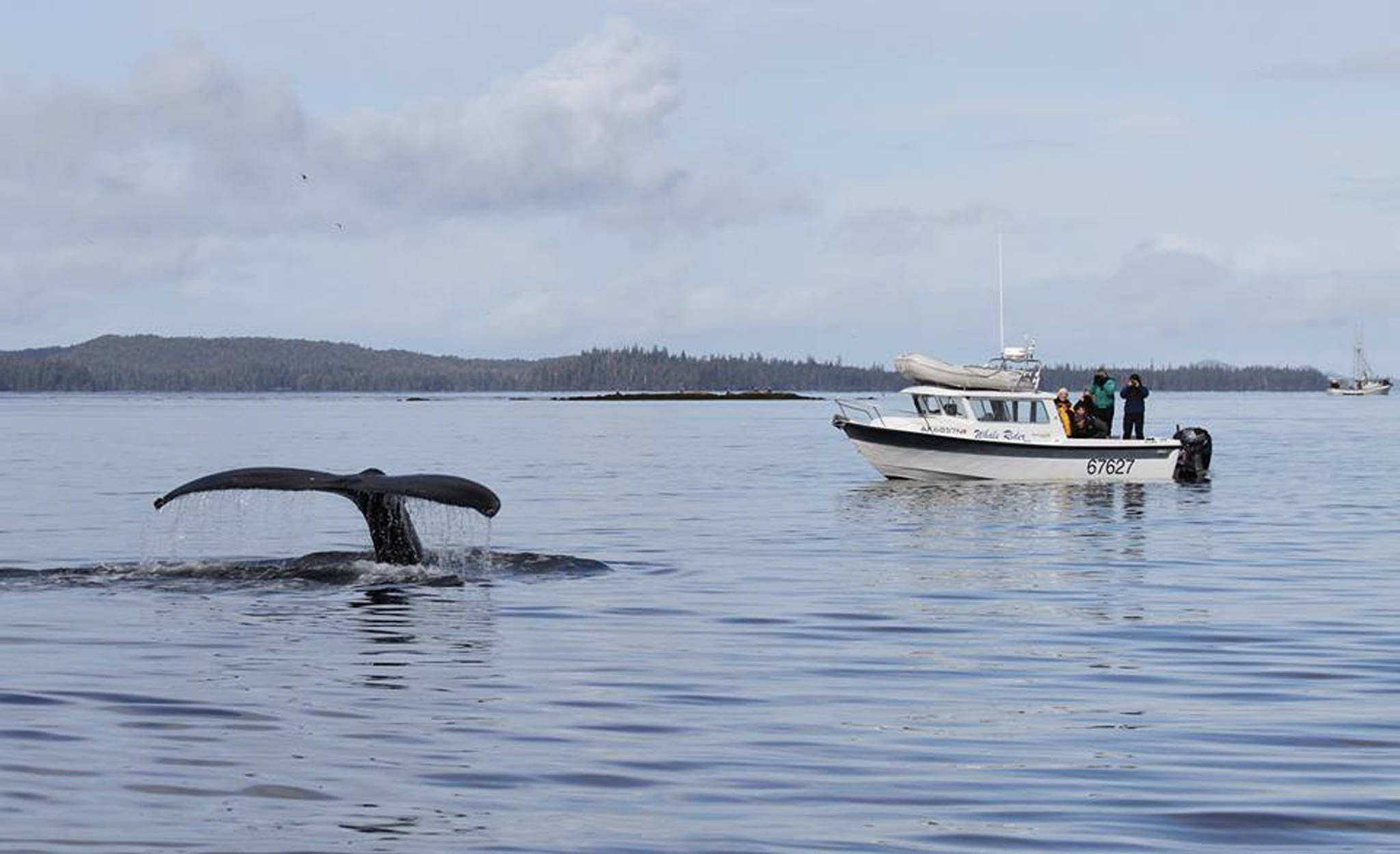 Whale watching tour from a previous Prince of Wales Whalefest. Courtesy image.