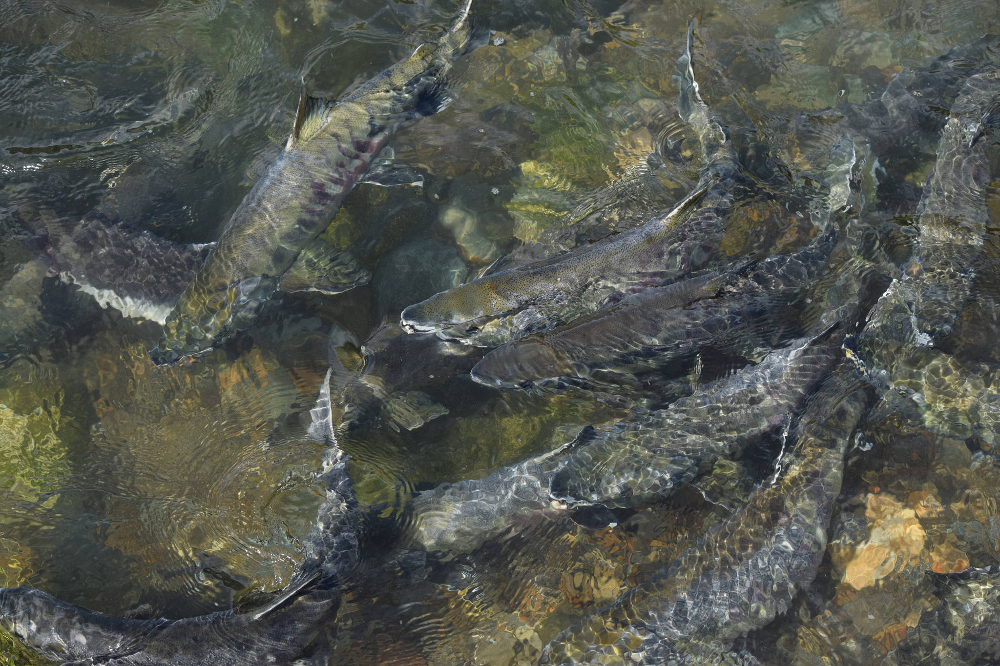 Chum salmon swim beneath the surface of Salmon Creek. (Michael Penn | Juneau Empire File)