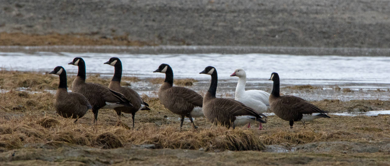 A solo snow goose is seen with Canada geese at Boy Scout Beach. (Photo by Jos Bakker)