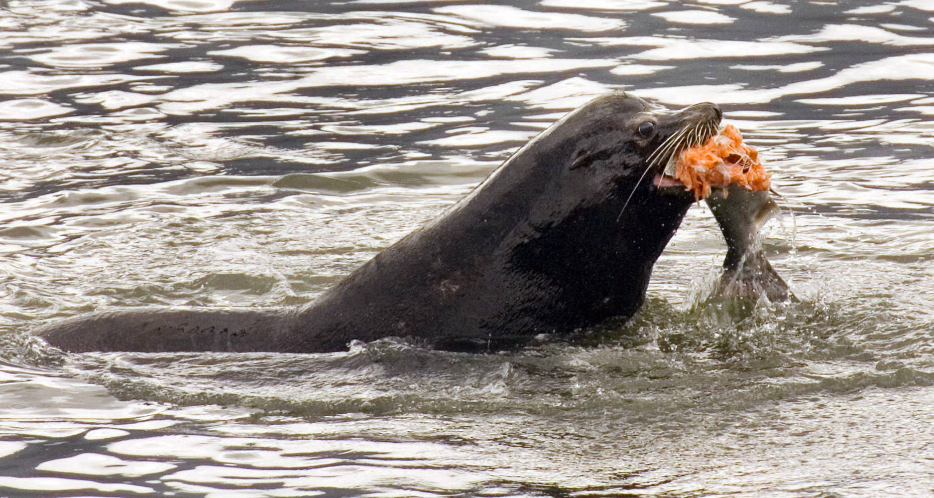 In this April 24, 2008 photo, a sea lion eats a salmon in the Columbia River near Bonneville Dam in North Bonneville, Washington. Two species of fish listed as threatened under the Endangered Species Act are facing a growing challenge in Oregon from hungry sea lions. The federally protected California sea lions are traveling into the Columbia River and its tributaries to snack on fragile fish populations. After a decade killing the hungriest sea lions in one area, wildlife officials now want to expand the program. (Don Ryan | The Associated Press File)