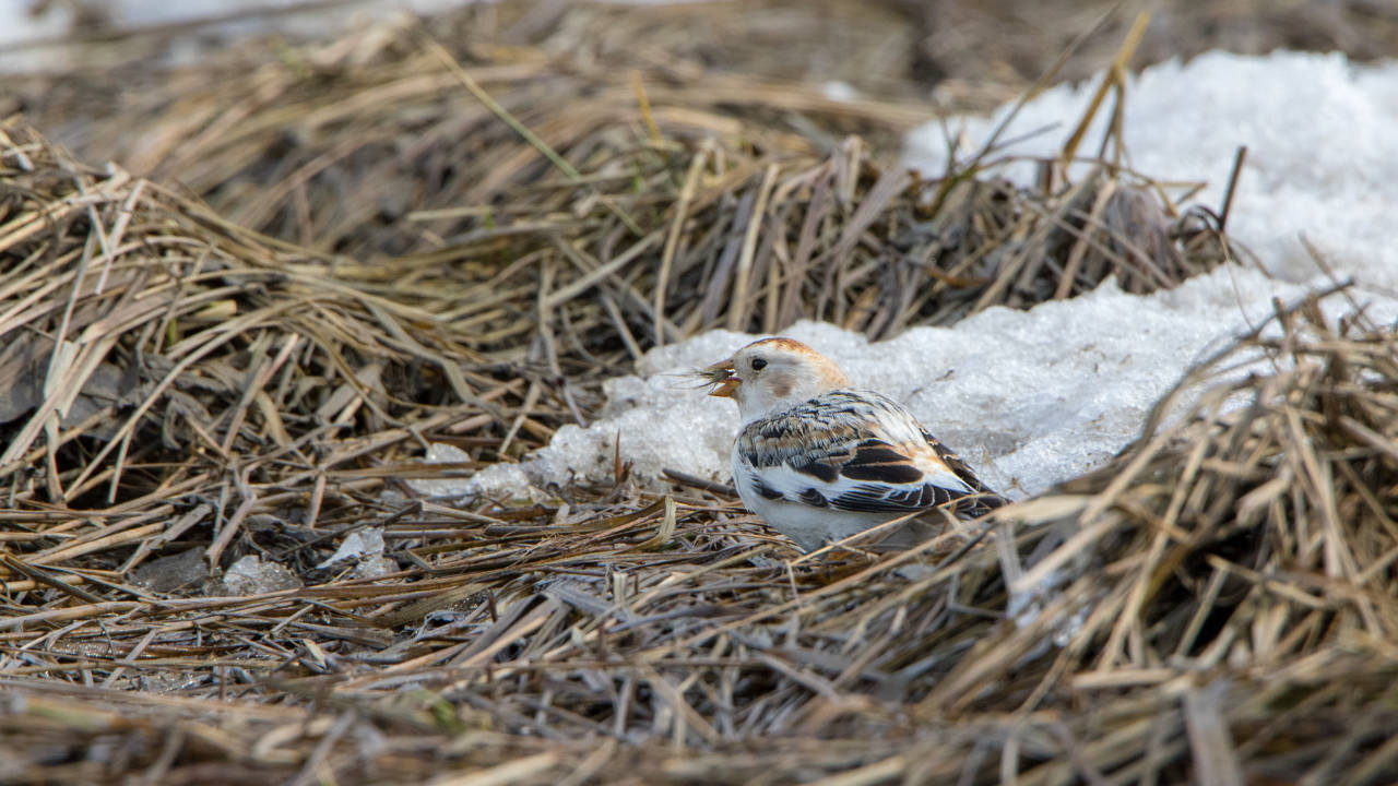 A male snow bunting, still partly in winter plumage, finds beach rye seeds. (Photo by Jos Bakker)
