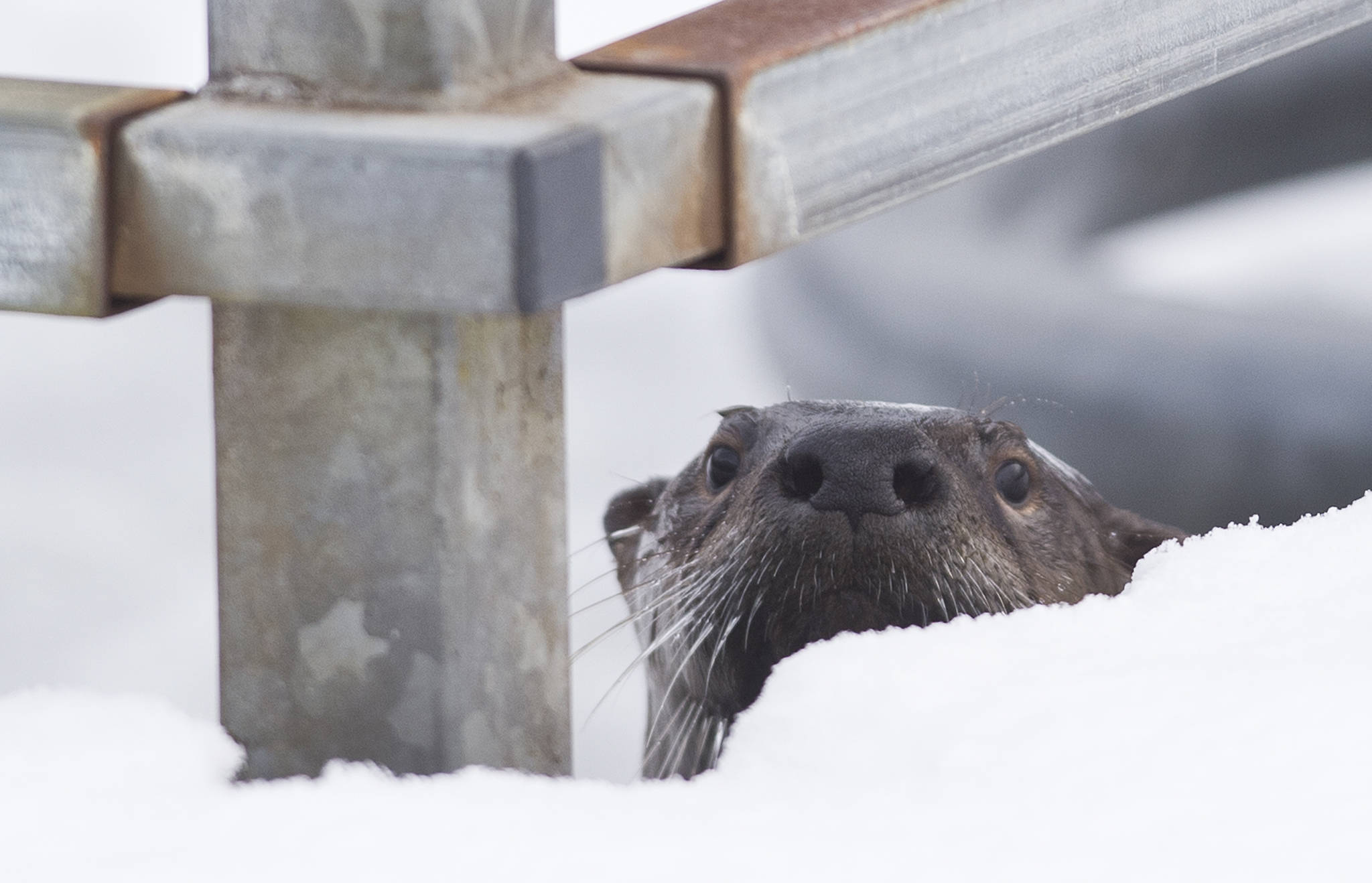 In this March 1, 2017 photo, a river otter sneaks a peek from under the dock at Twin Lakes. (Michael Penn | Juneau Empire File)