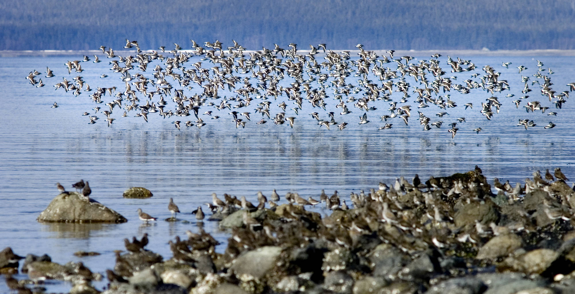 A flock of black turnstones fly in to feed on Shaman Island at the north end of Douglas Island in April 2009. (Michael Penn | Juneau Empire File)