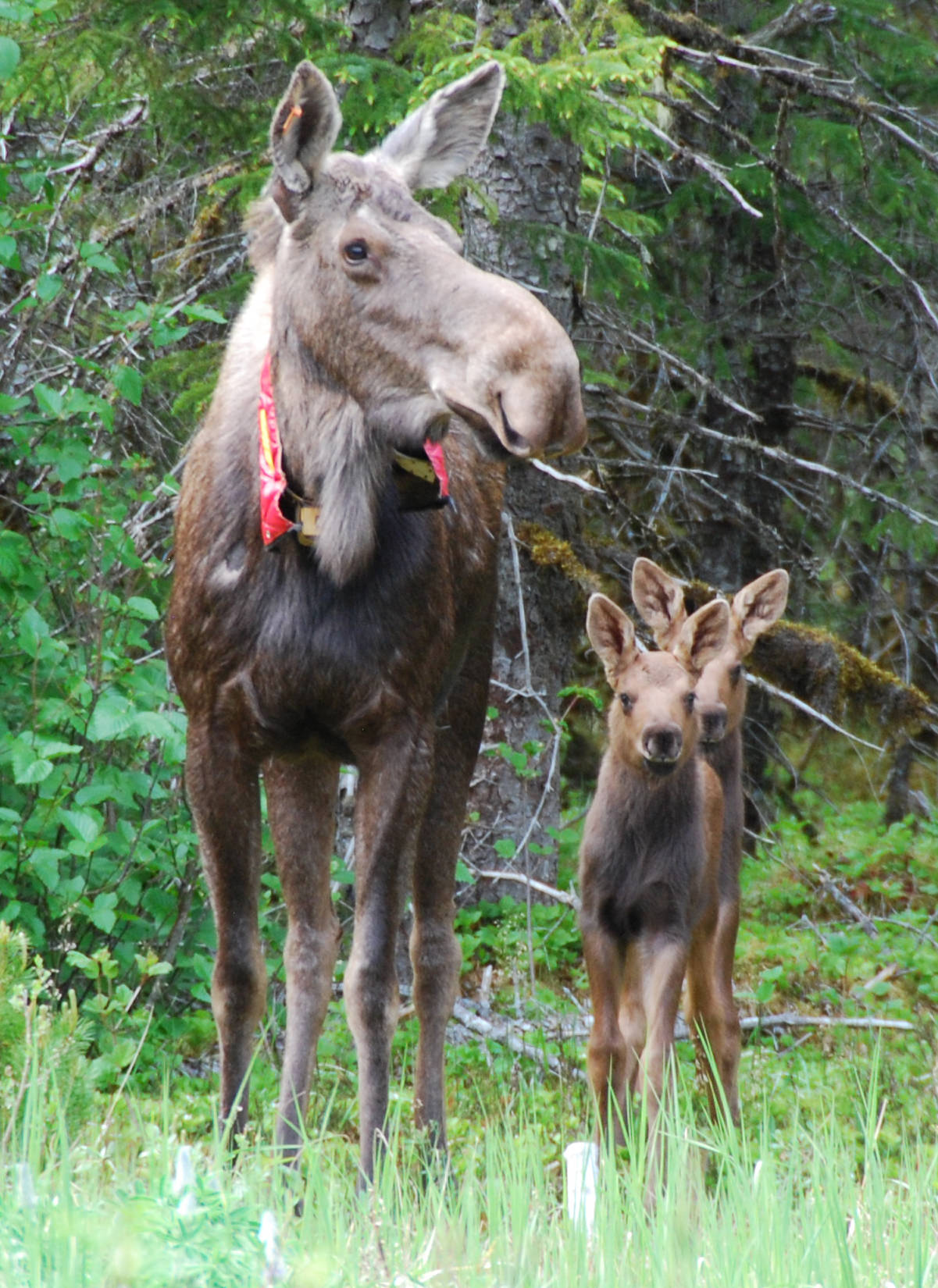 Courtesy Photo | Kevin White A radio-collared mother moose with twin calves in Gustavus.