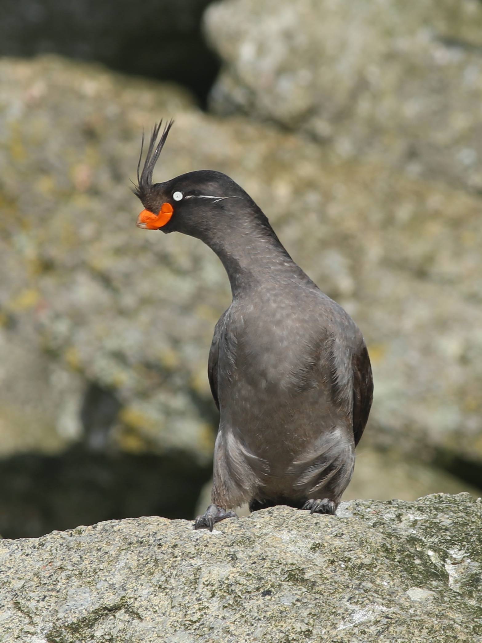 Crested auklets are sea birds with a tangerine scent. (Courtesy Photo | Hector Douglas)