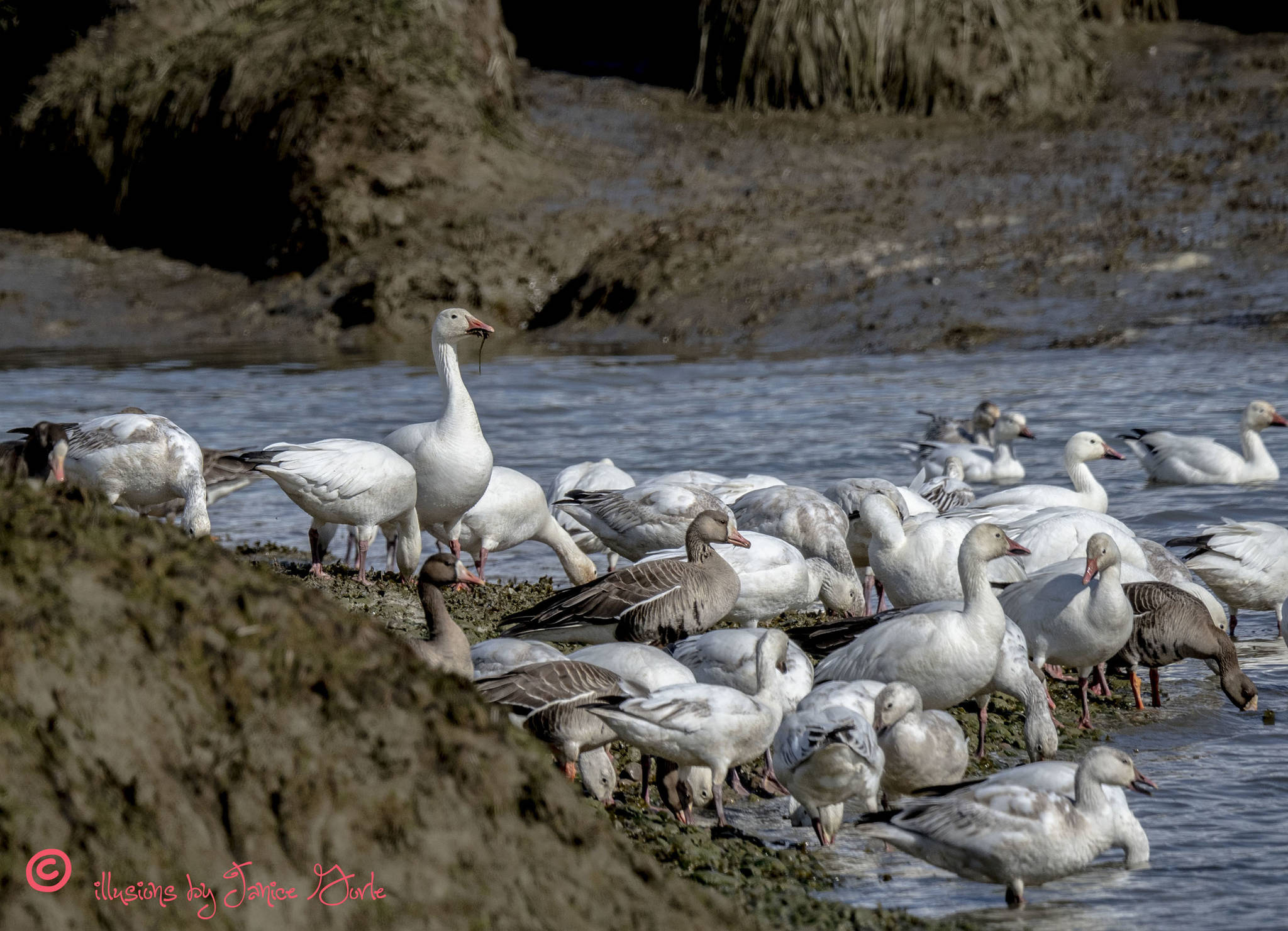A gathering of Snow Geese and Greater White-fronted Geese at the airport wetlands. (Photo by Janice Gorle)