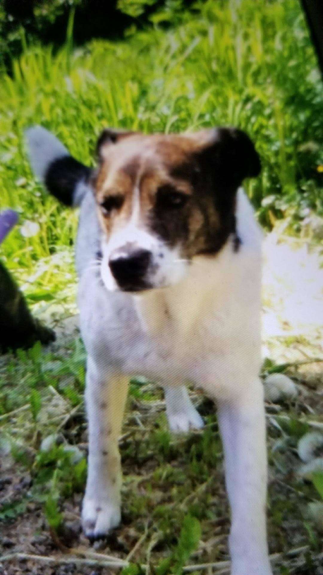 Angie and Eric Larsen’s dog Daisy, an 11-year-old mixed breed, was one of three dogs killed by a brown bear recently in Hoonah. (Courtesy photo)