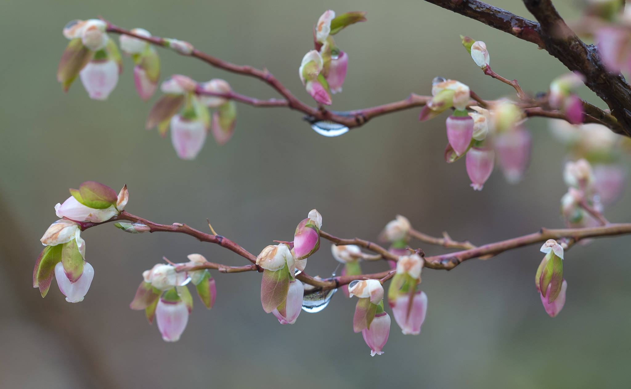 Raindrops dampen blueberry blossoms in Auke Bay on Tuesday, May 1, 2018. (Michael Penn | Juneau Empire)