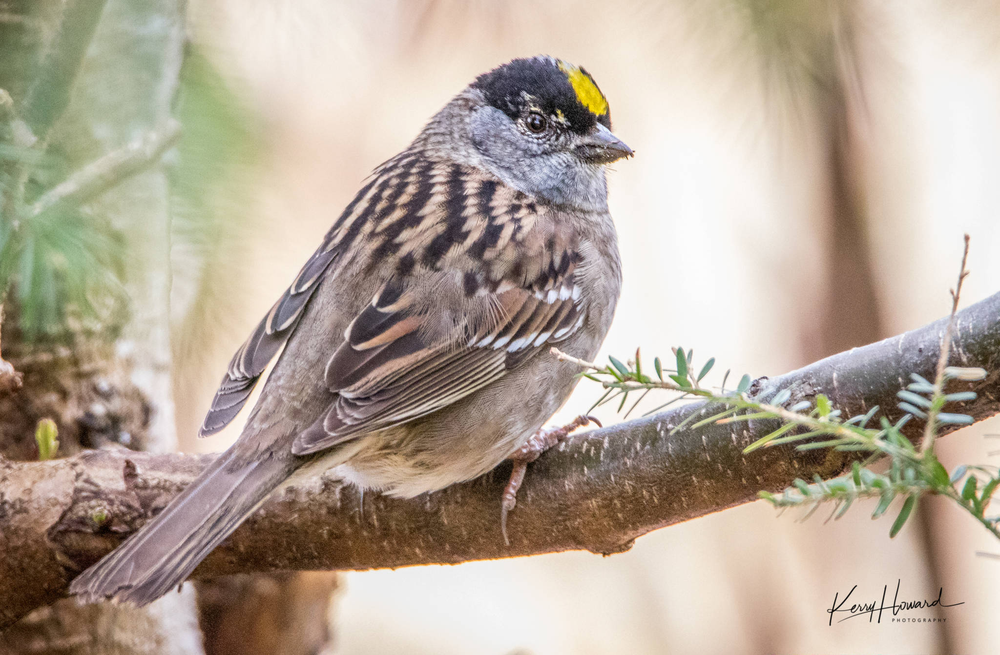 A golden-crowned sparrow. (Photo by Kerry Howard)