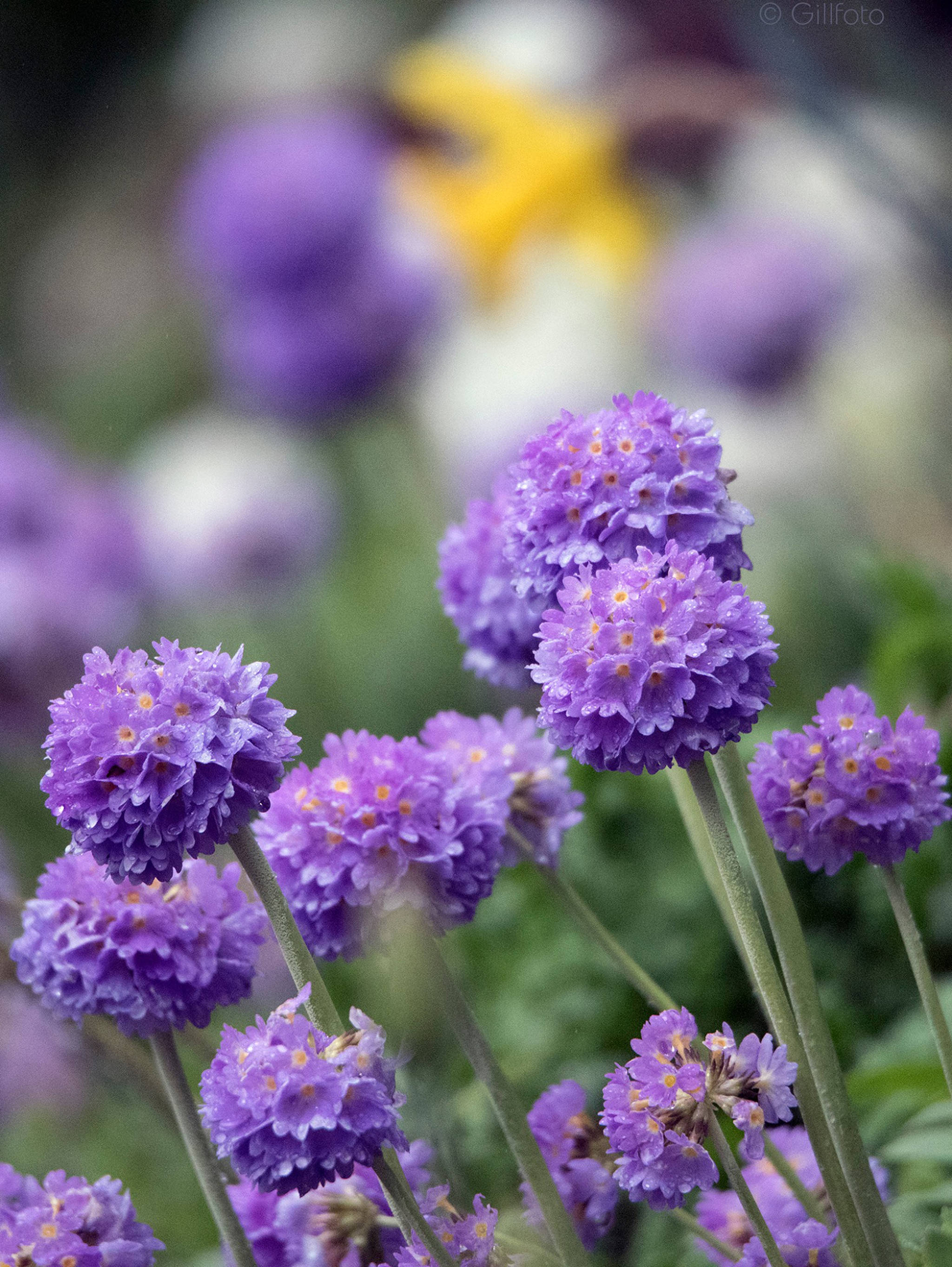 Drumstick primroses. (Photo by Kenneth Gill)