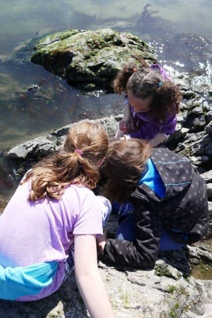 Students in Erin Mitchell’s third-grade Auke Bay Elementary School class explore sea life in a tide pool during Sea Week last week. (Peggy Cowan | Courtesy photo)