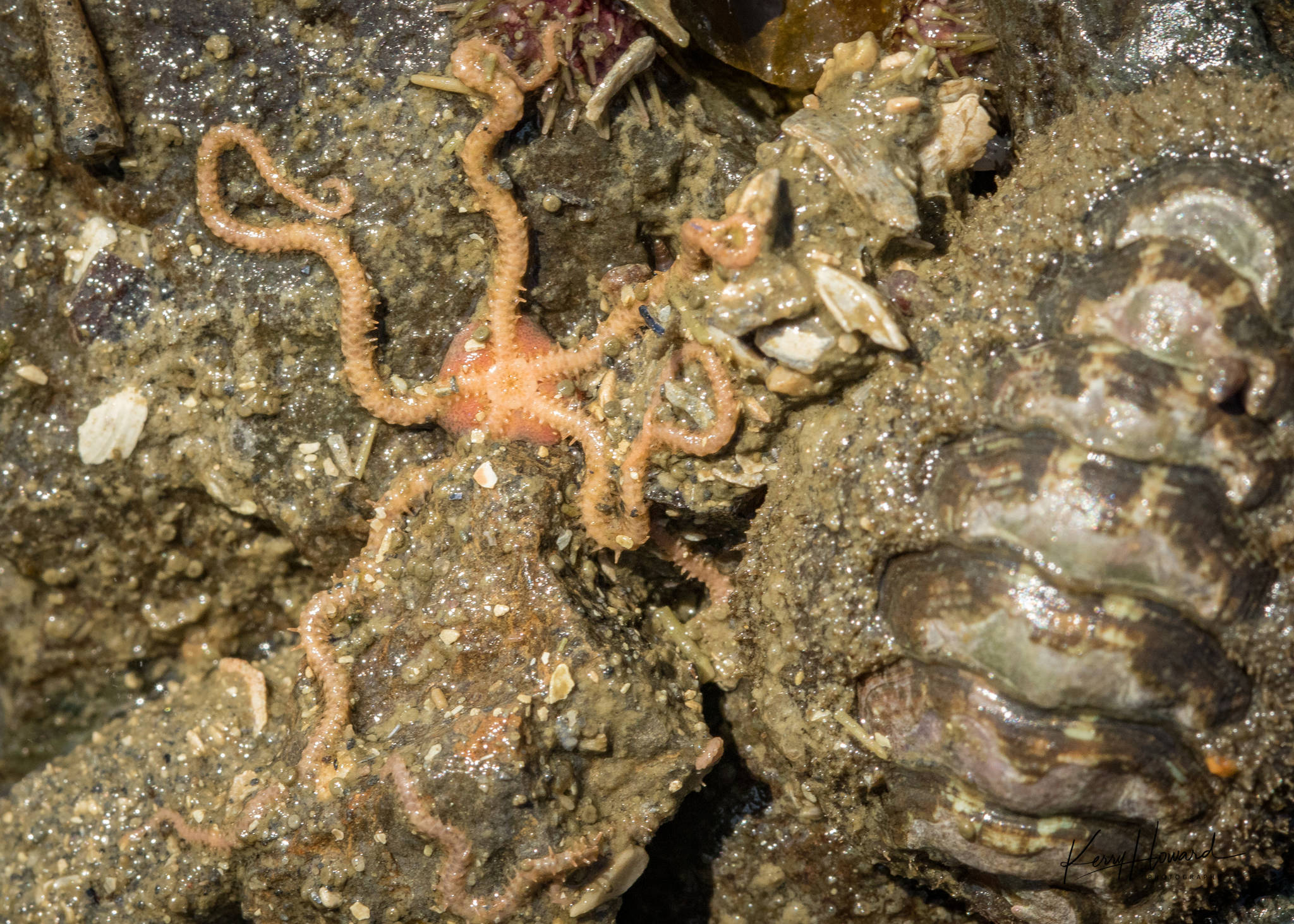 A long-armed brittlestar clings to the underside of a rock, sharing the space with a chiton and other inhabitants. (Photo by Kerry Howard)