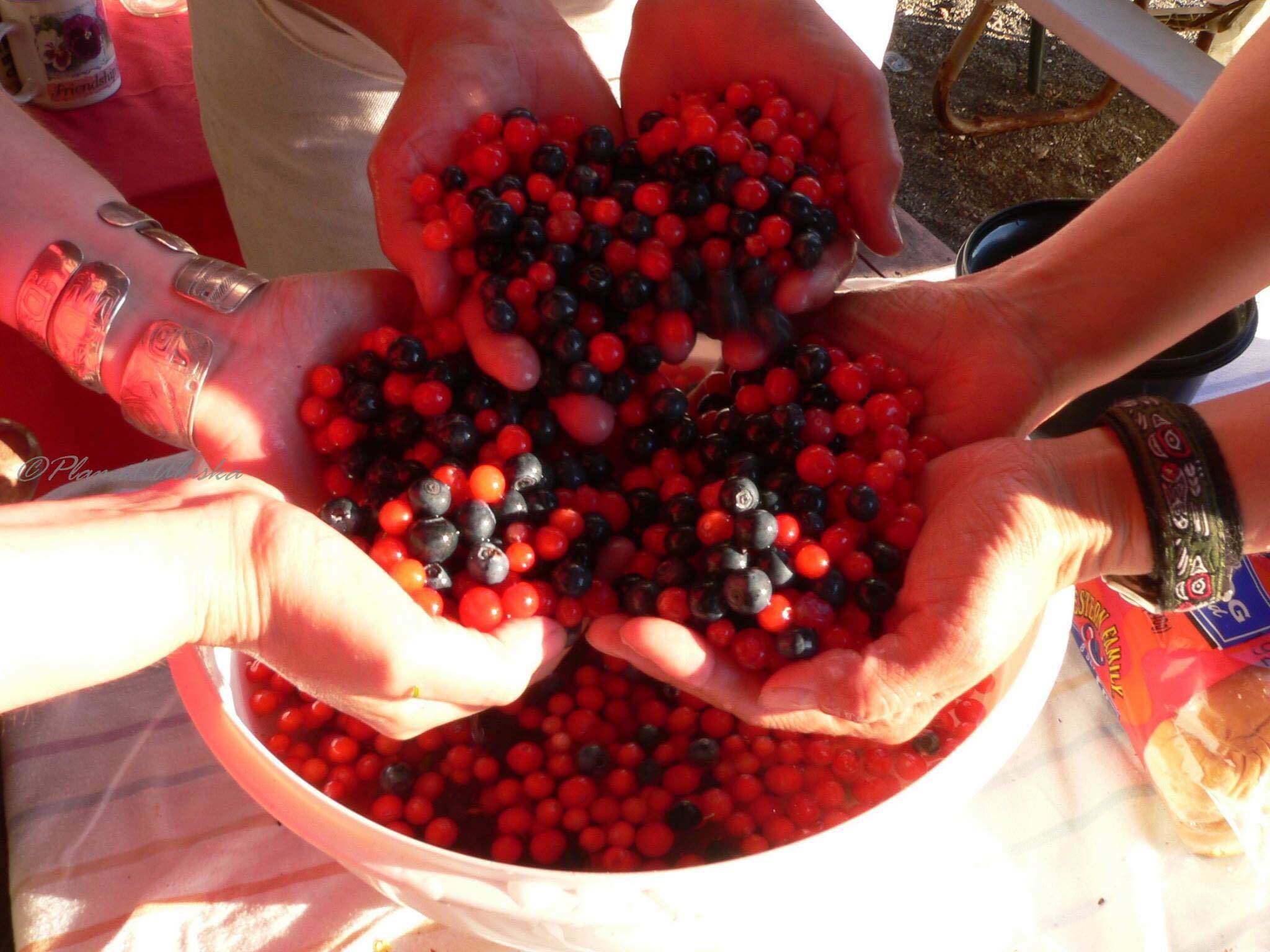 Hands hold freshly harvested berries. Photo by Vivian Mork Y&