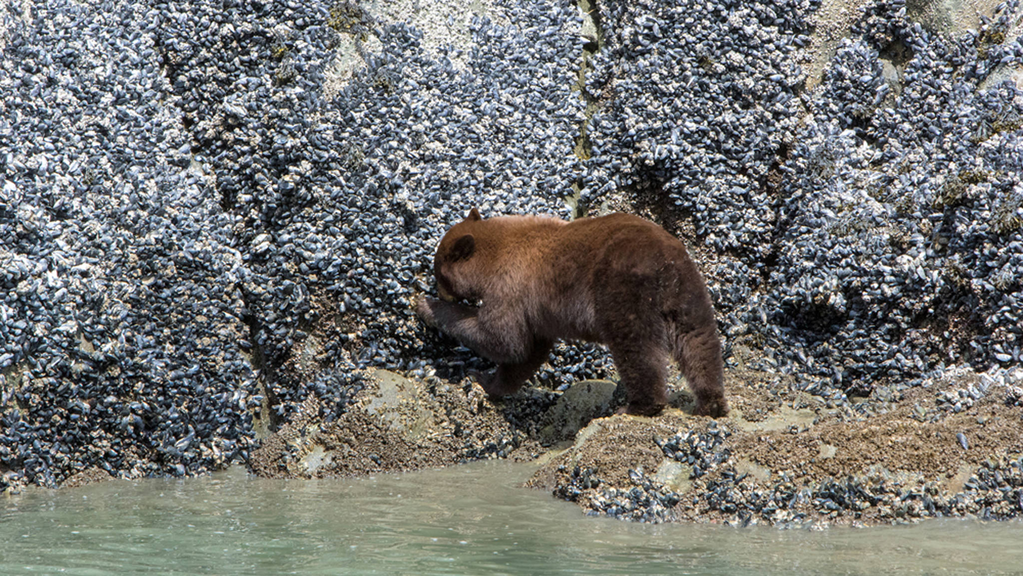 A cinnamon-colored black bear forages on intertidal shellfish on a cliff. (Photo by Joss Bakker)