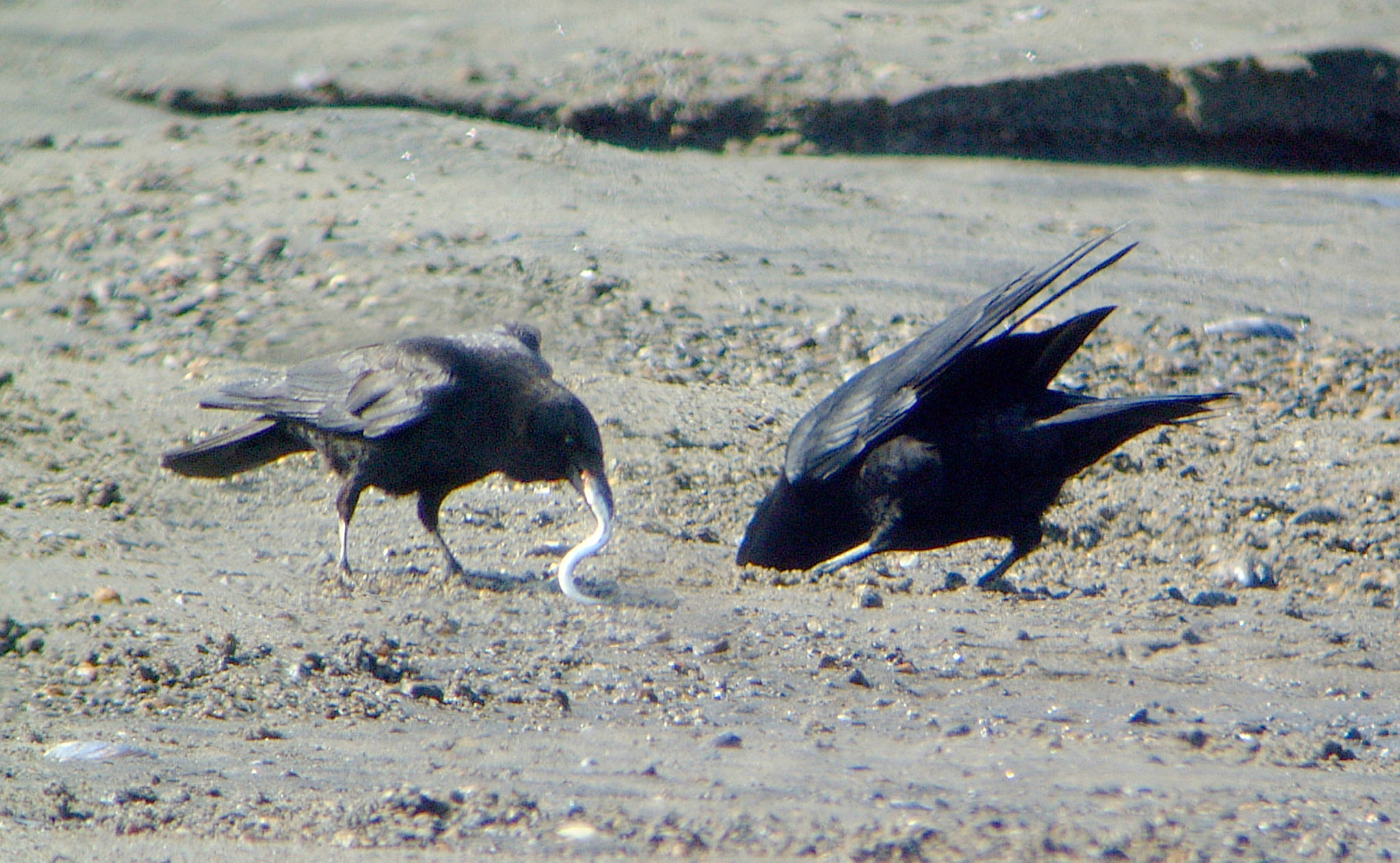 Northwestern crows dig up sand lance from the tide flats. (Photo by Bob Armstrong)