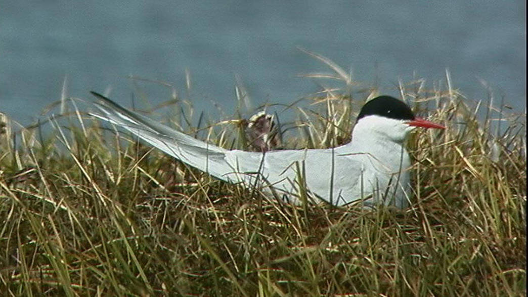 A nesting Arctic tern. (U.S. Fish and Wildlife Service)