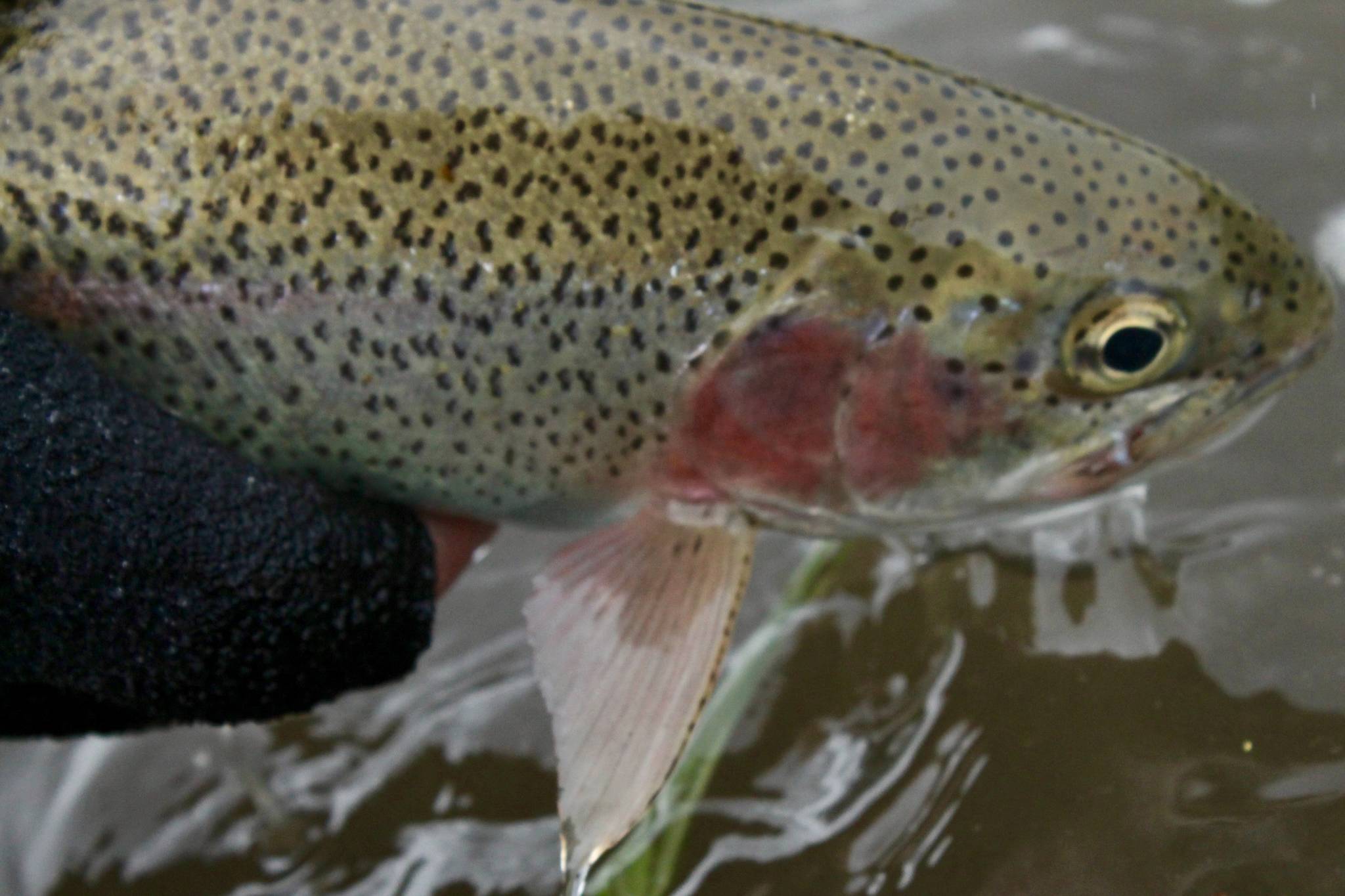 It doesn’t get much better than a trout on a dry fly. Jeff Lund | For the Capital City Weekly